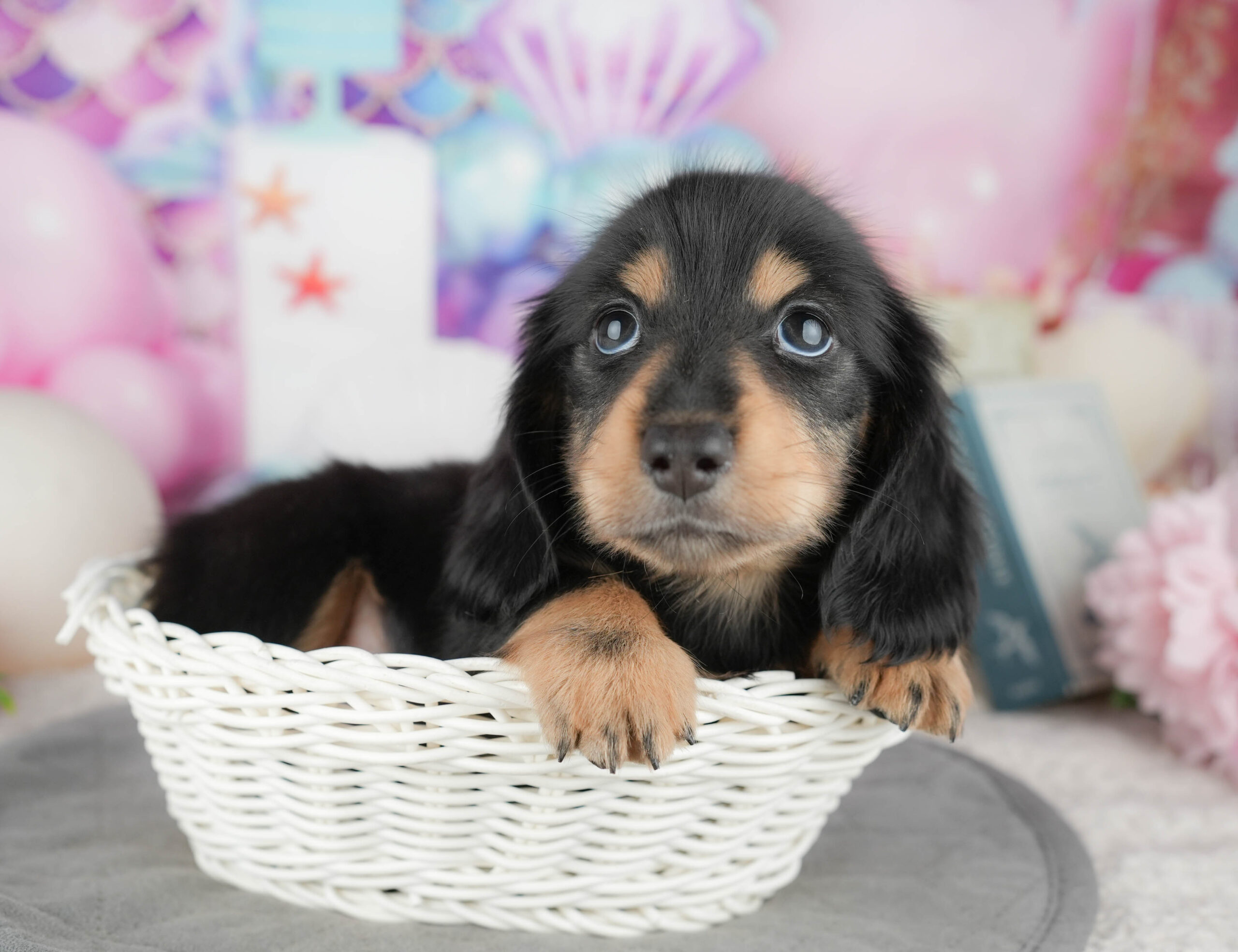 ミニチュア・ダックスフンド(ロング) | 男の子 | ブラック&タン | 2025年12月30日