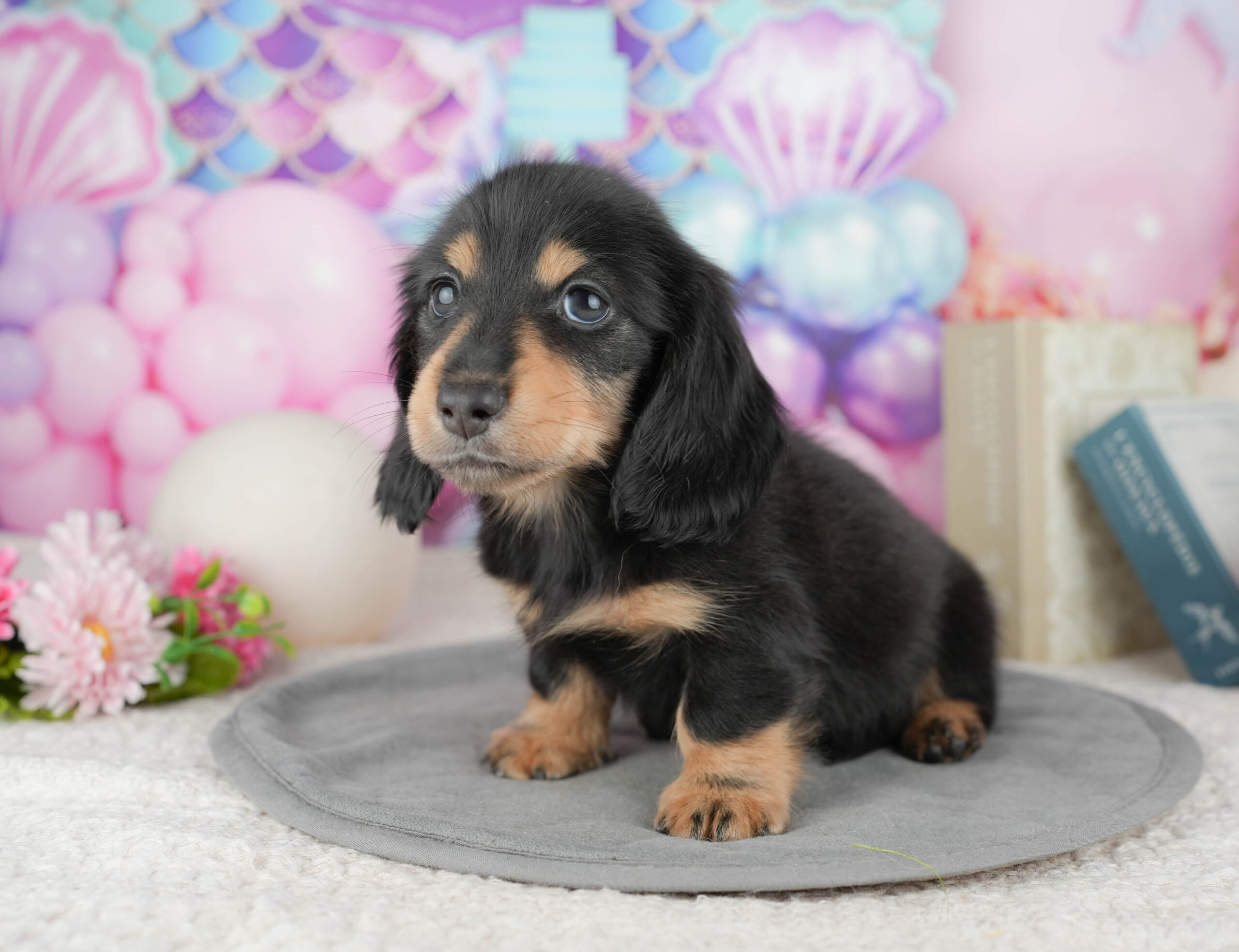 ミニチュア・ダックスフンド(ロング) | 男の子 | ブラック&タン | 2025年12月30日