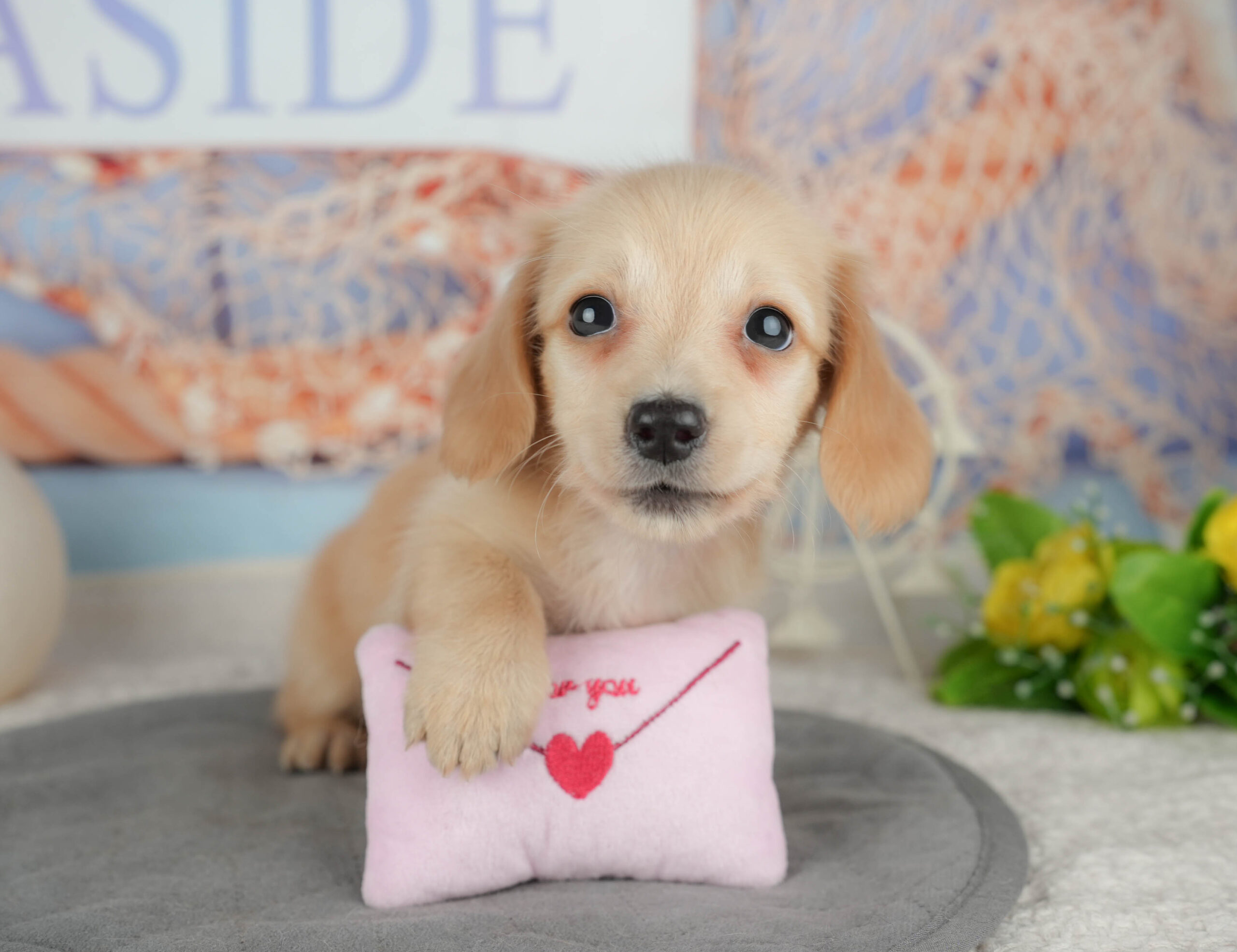 ミニチュア・ダックスフンド(ロング) | 女の子 | イエロー | 2025年12月30日