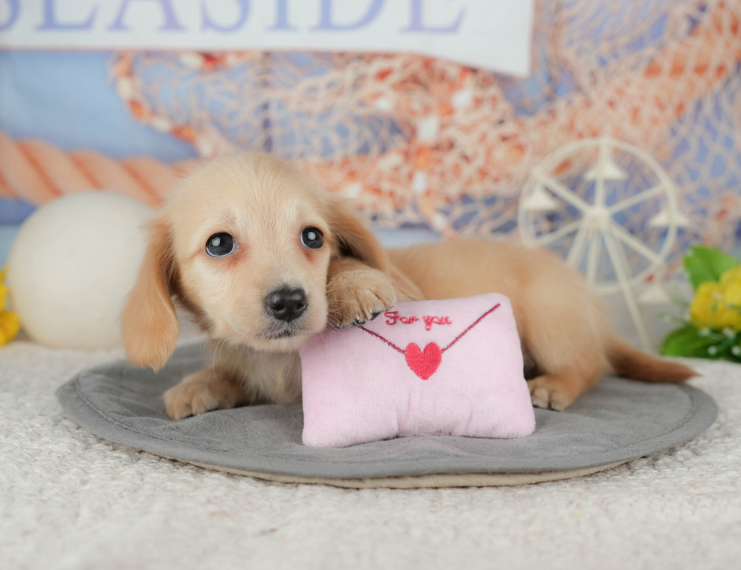 ミニチュア・ダックスフンド(ロング) | 女の子 | イエロー | 2025年12月30日