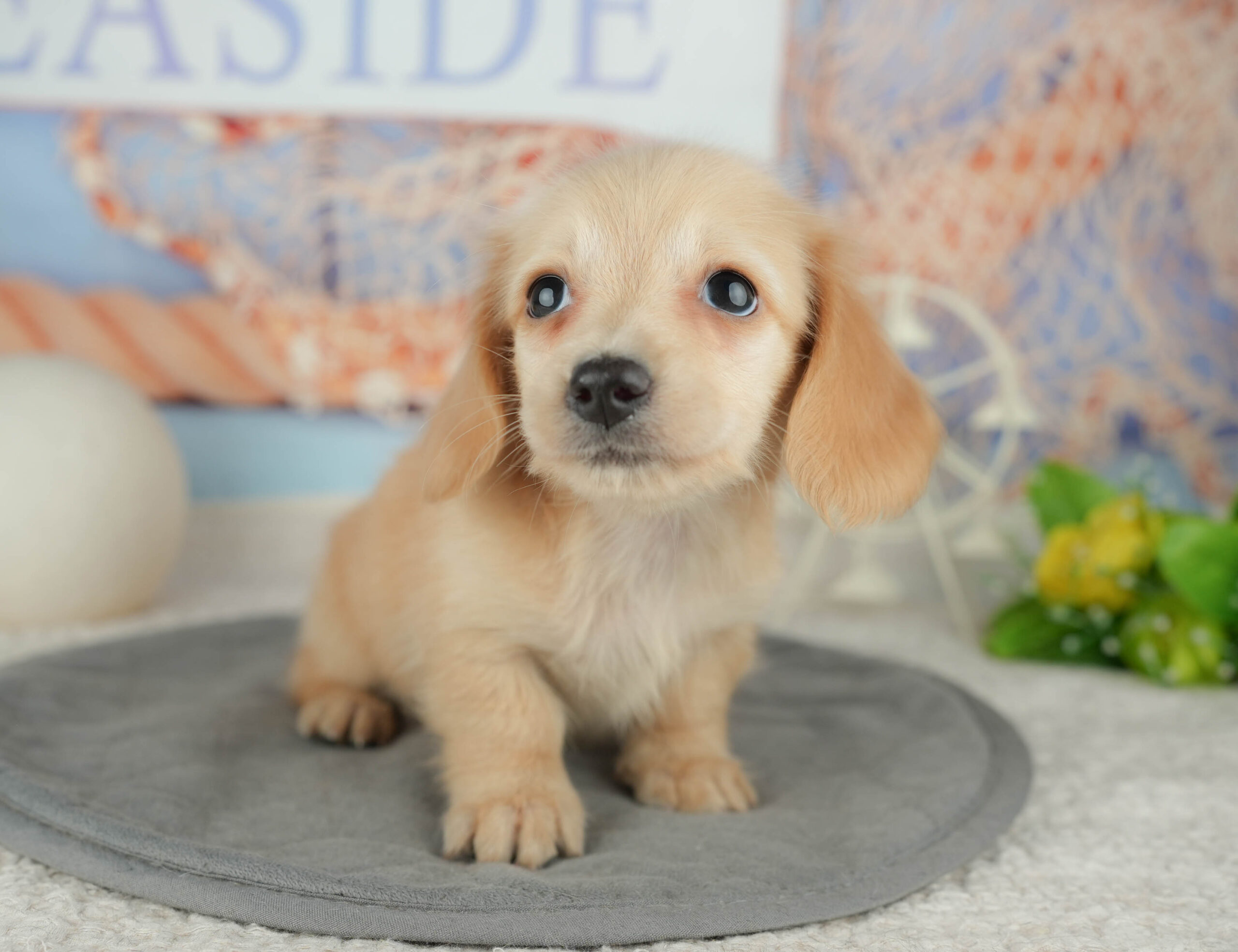 ミニチュア・ダックスフンド(ロング) | 女の子 | イエロー | 2025年12月30日