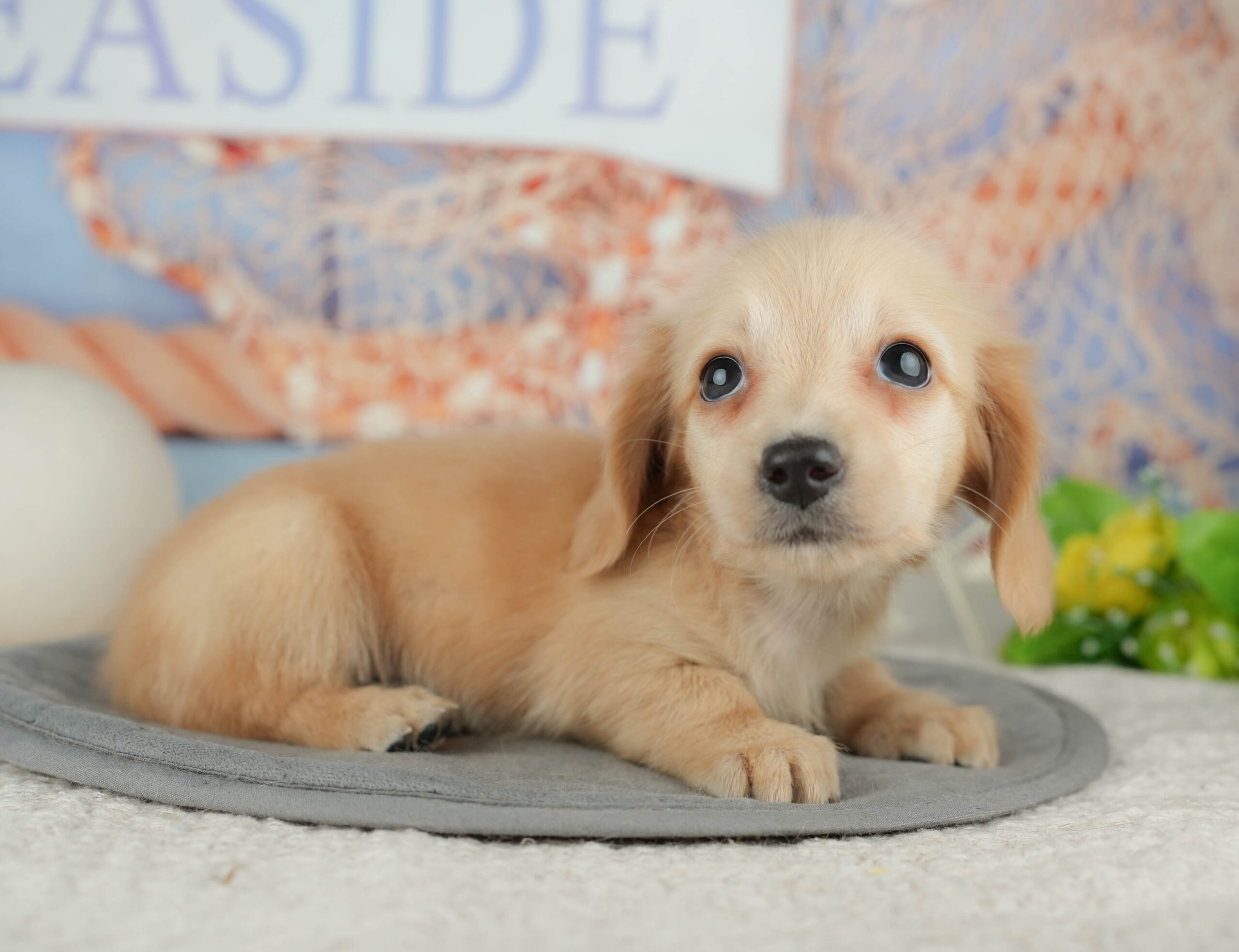 ミニチュア・ダックスフンド(ロング) | 女の子 | イエロー | 2025年12月30日