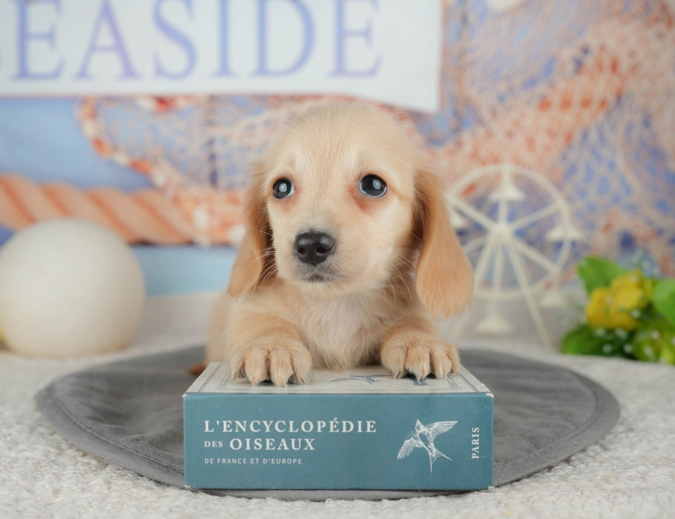 ミニチュア・ダックスフンド(ロング) | 女の子 | イエロー | 2025年12月30日