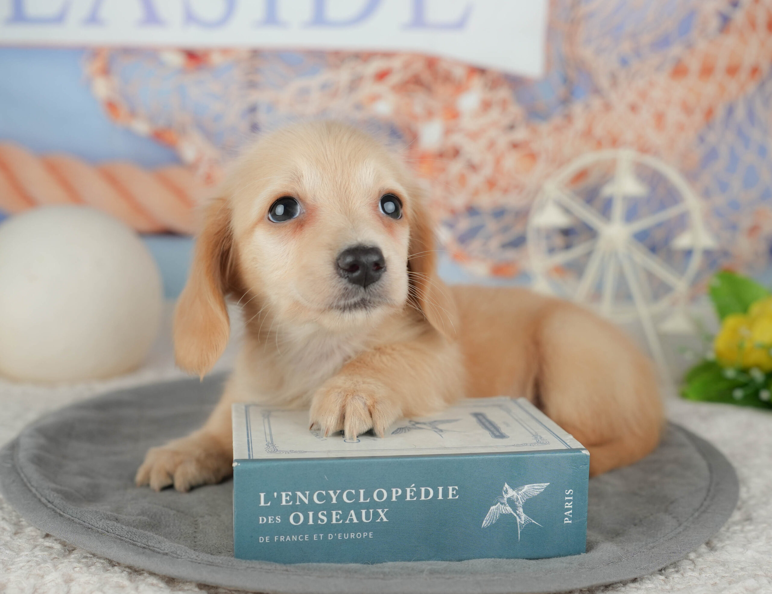 ミニチュア・ダックスフンド(ロング) | 女の子 | イエロー | 2025年12月30日