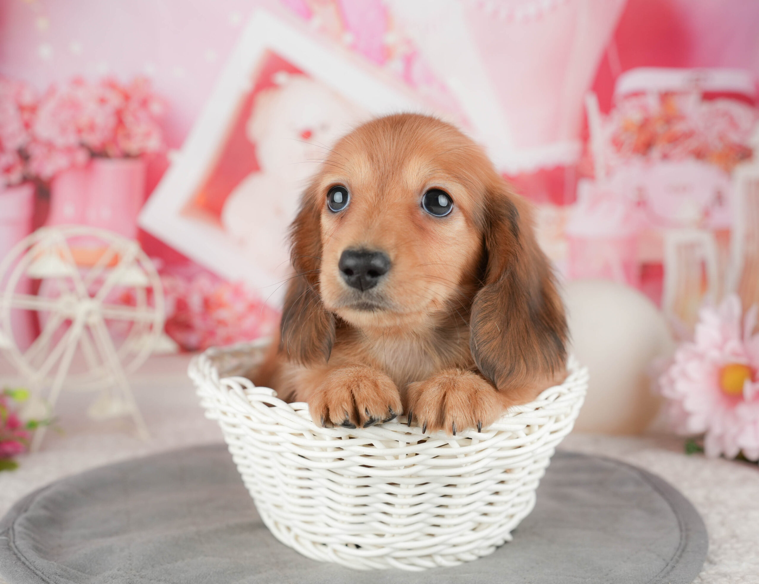 ミニチュア・ダックスフンド(ロング) | 男の子 | レッド | 2025年12月30日