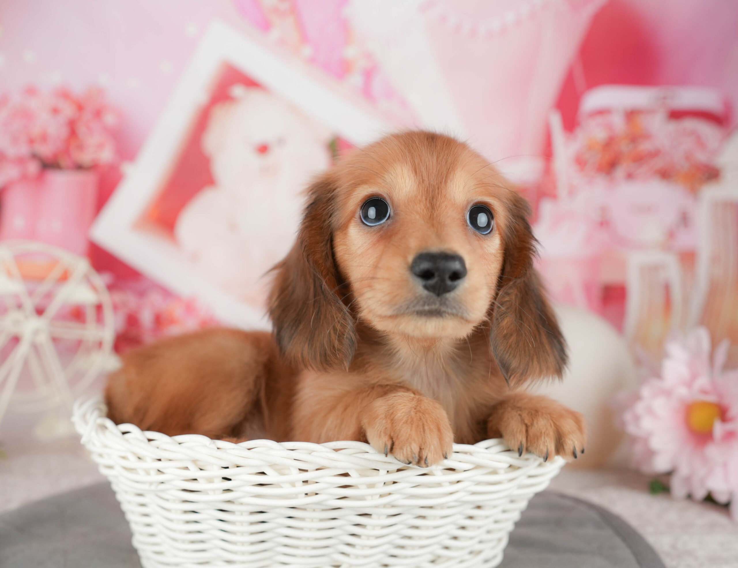 ミニチュア・ダックスフンド(ロング) | 男の子 | レッド | 2025年12月30日