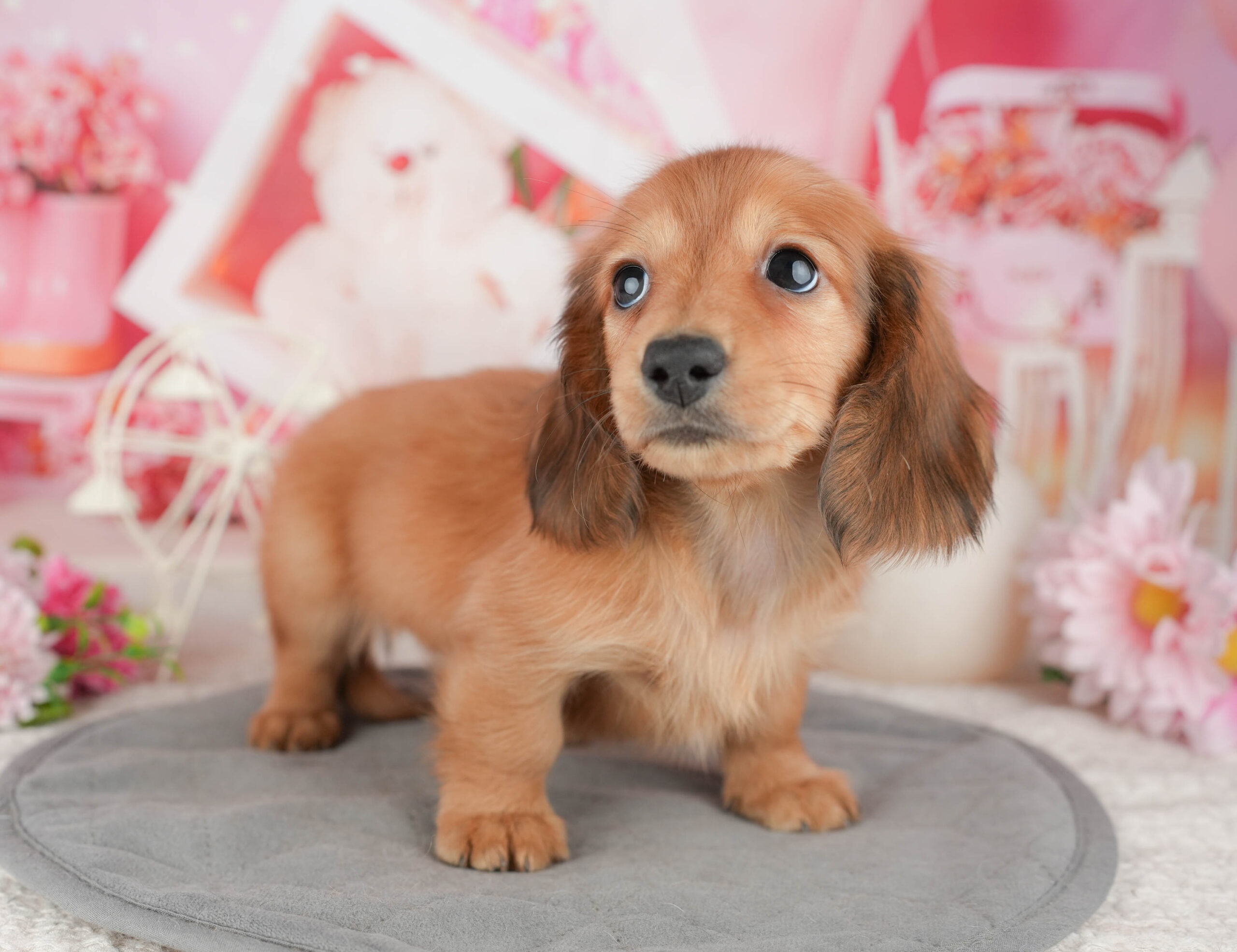 ミニチュア・ダックスフンド(ロング) | 男の子 | レッド | 2025年12月30日