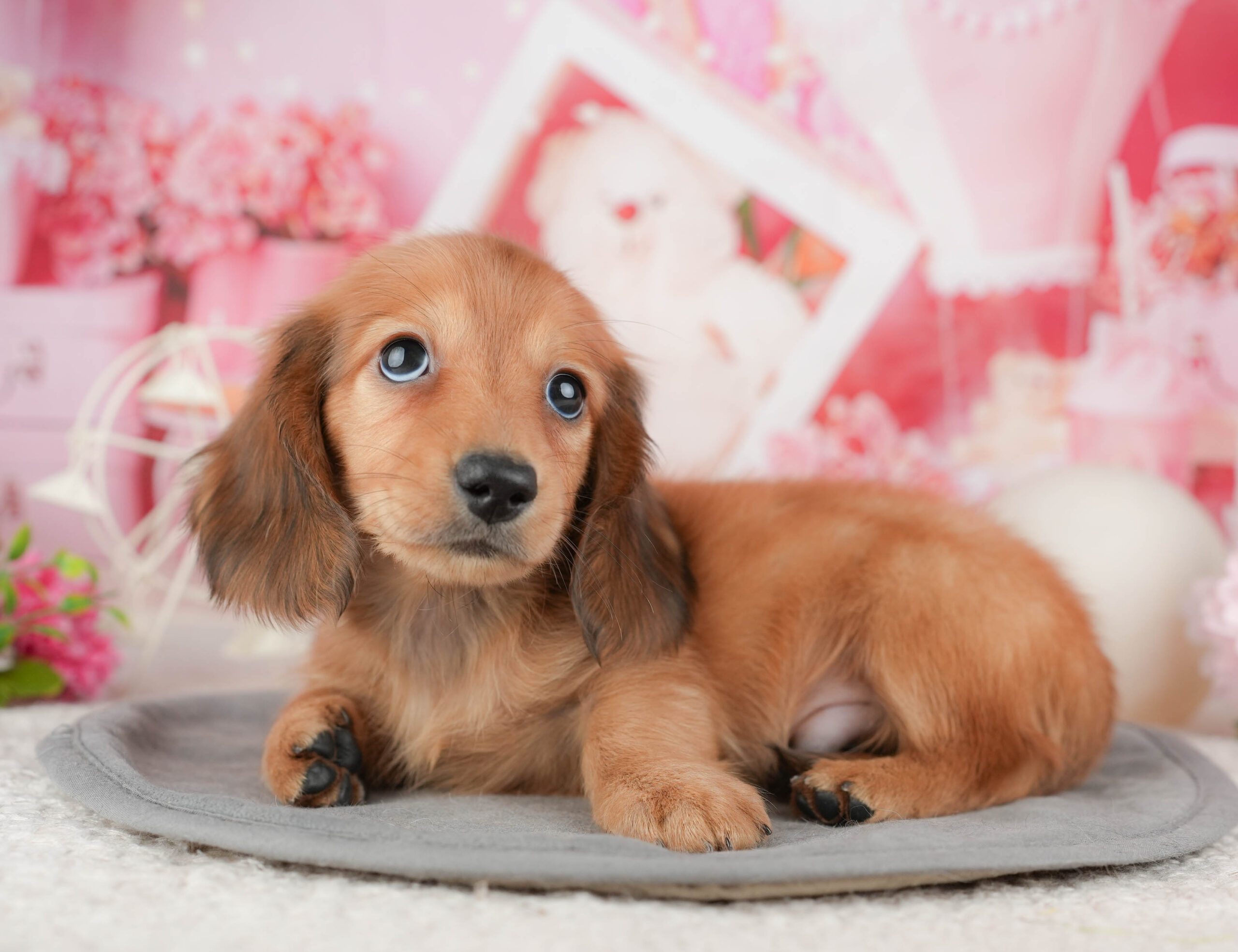 ミニチュア・ダックスフンド(ロング) | 男の子 | レッド | 2025年12月30日