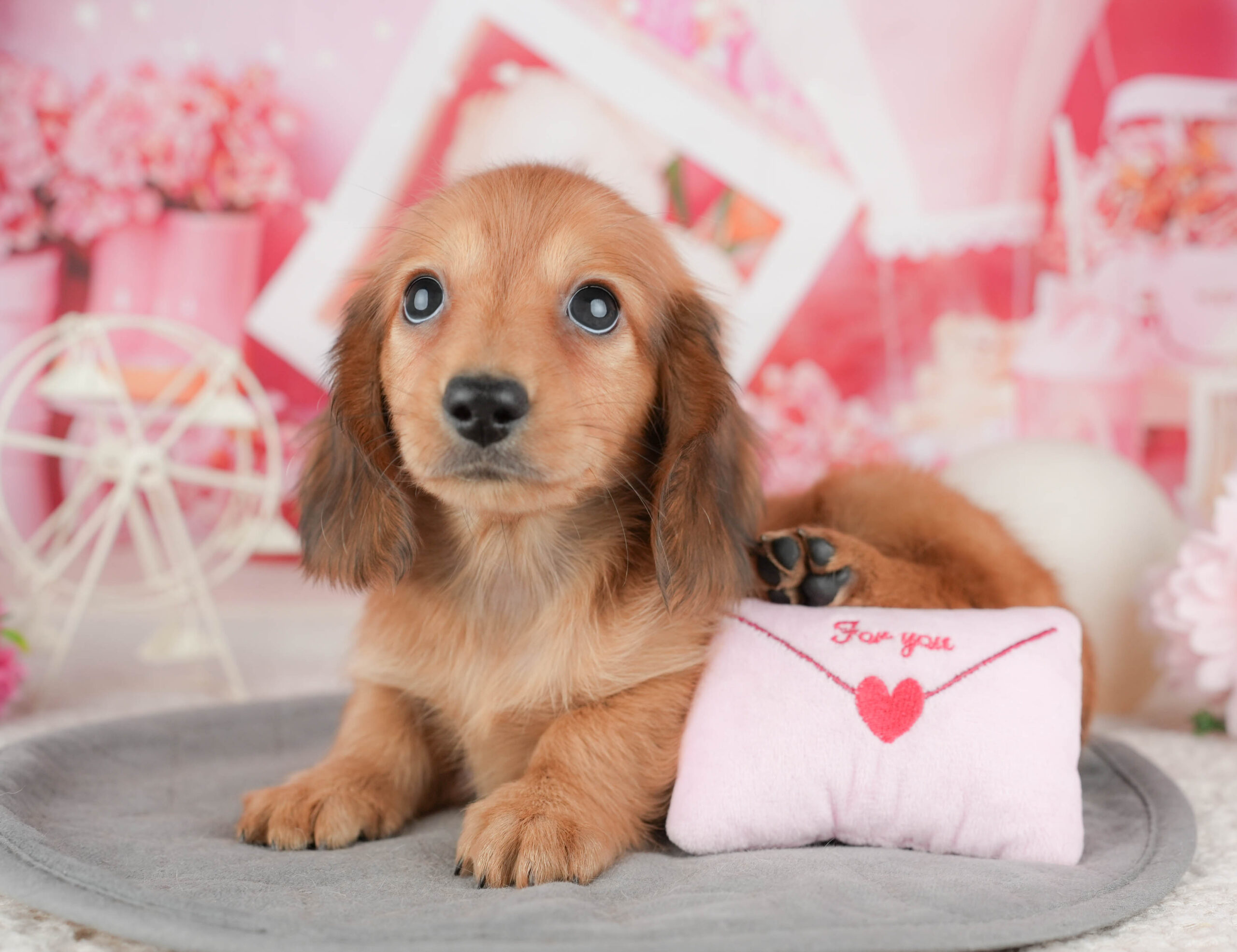 ミニチュア・ダックスフンド(ロング) | 男の子 | レッド | 2025年12月30日