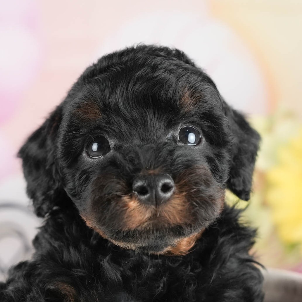 トイ・プードル | 男の子 | ブラック＆タン | 2026年1月1日