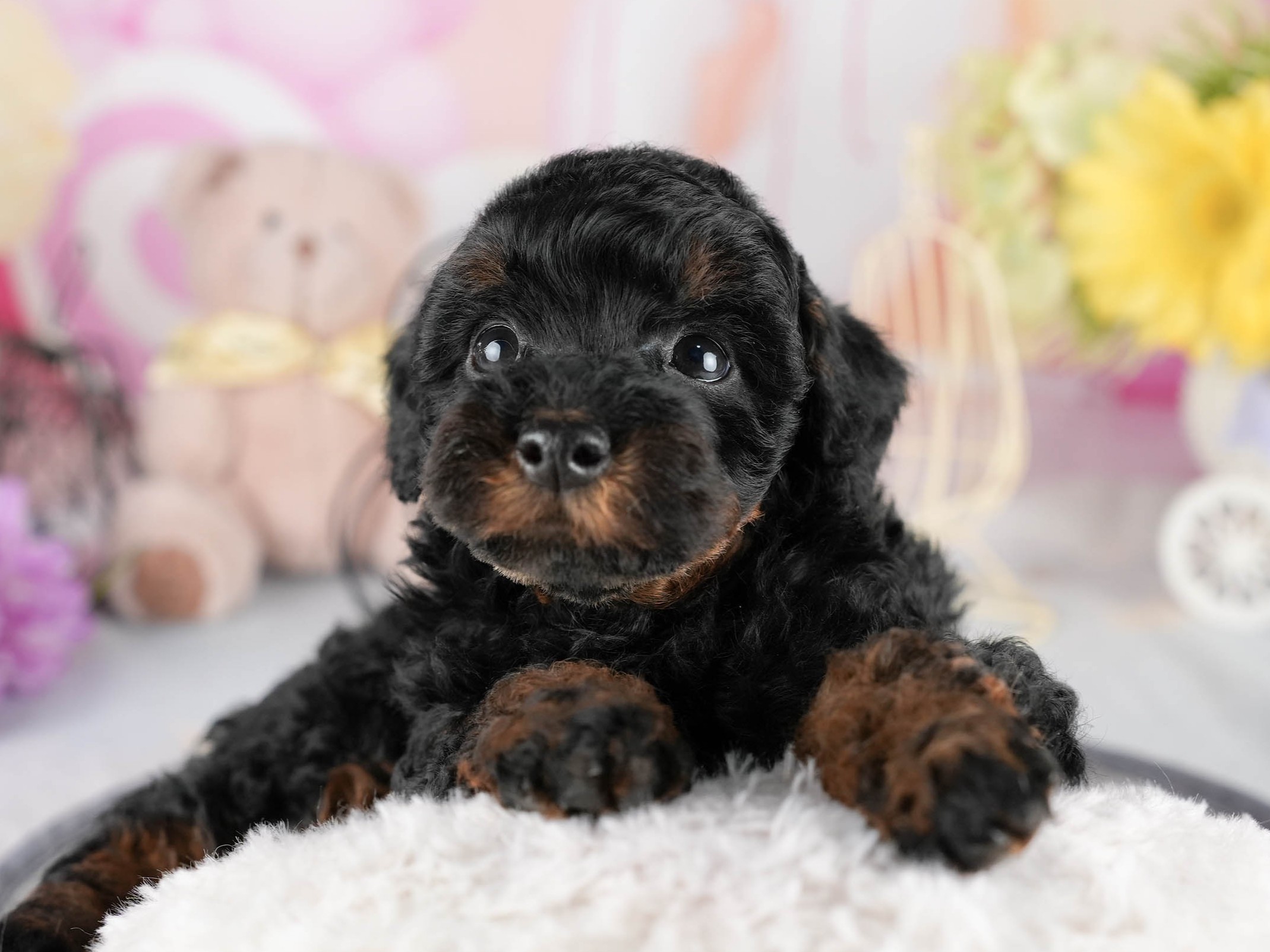 トイ・プードル | 男の子 | ブラック＆タン | 2026年1月1日