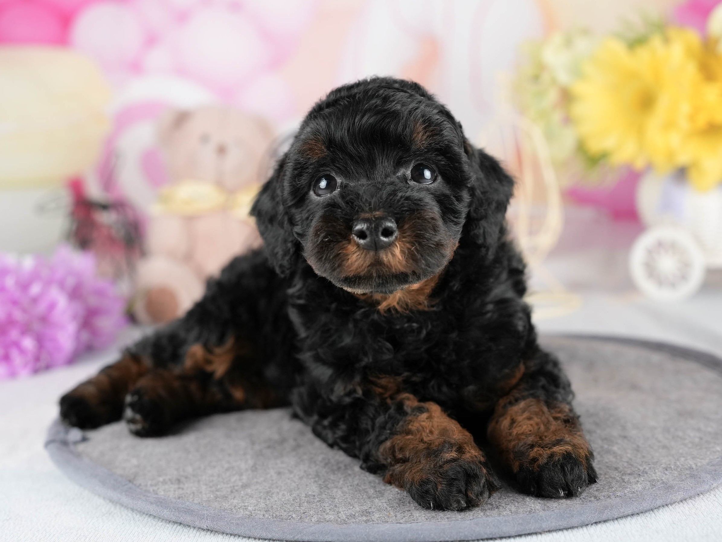 トイ・プードル | 男の子 | ブラック＆タン | 2026年1月1日