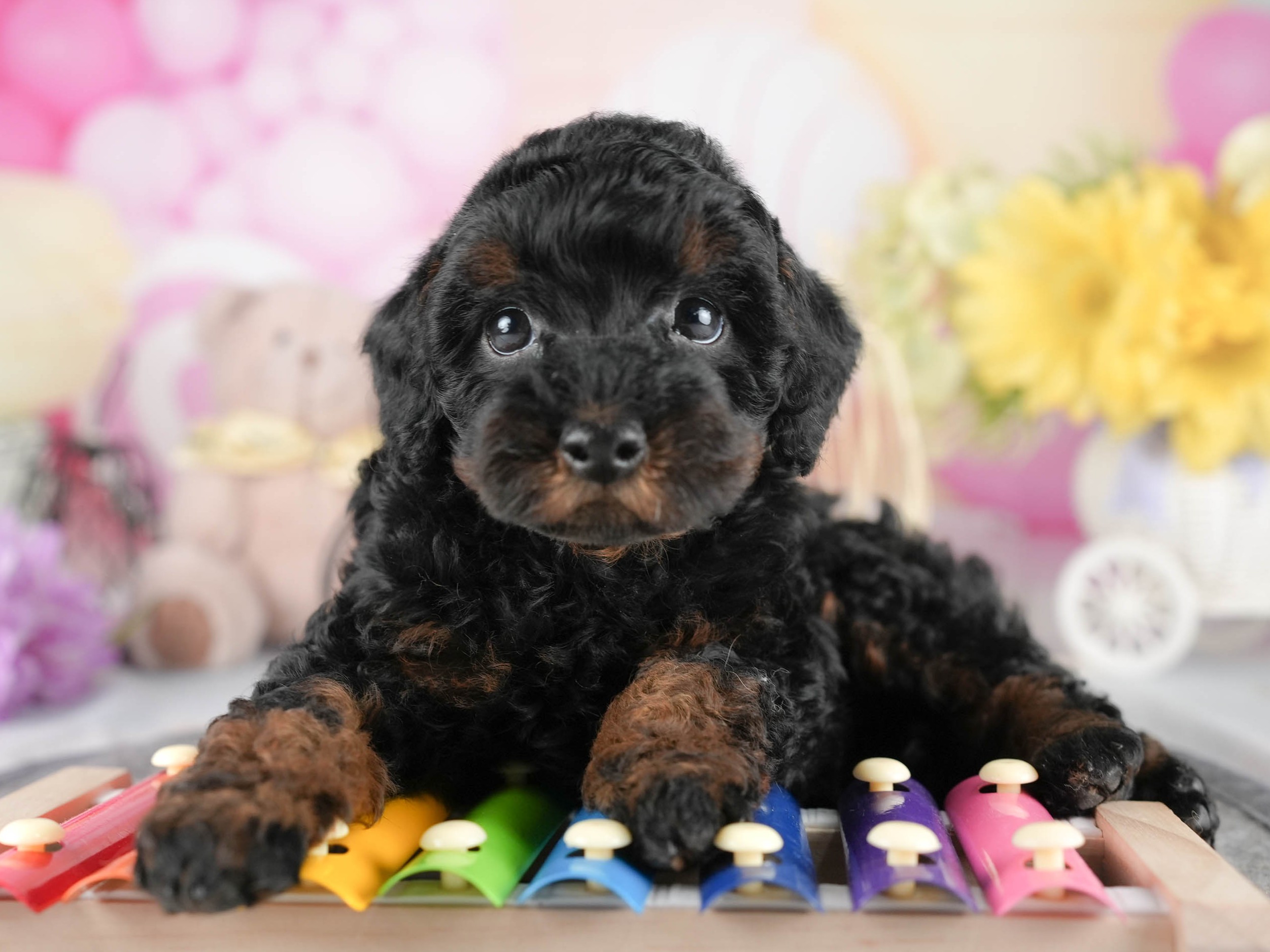 トイ・プードル | 男の子 | ブラック＆タン | 2026年1月1日