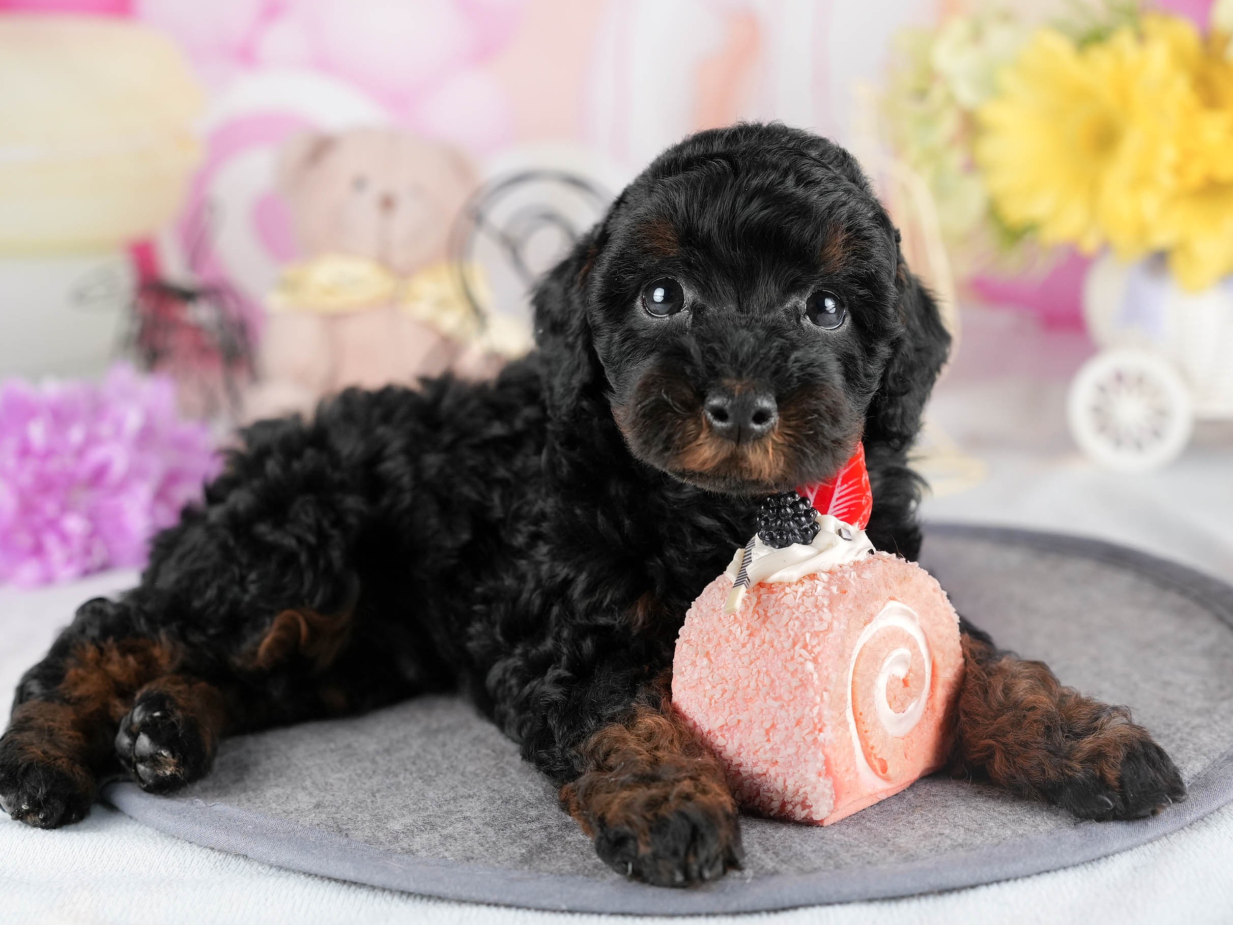 トイ・プードル | 男の子 | ブラック＆タン | 2026年1月1日