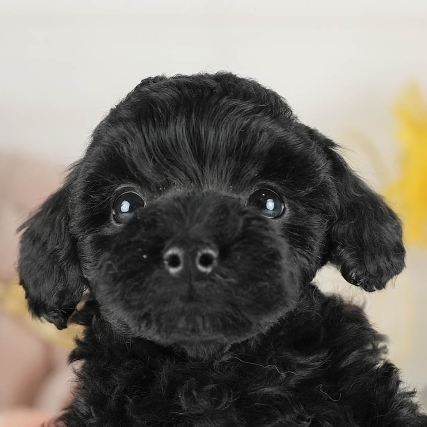 トイ・プードル | 男の子 | ブラック | 2026年1月1日