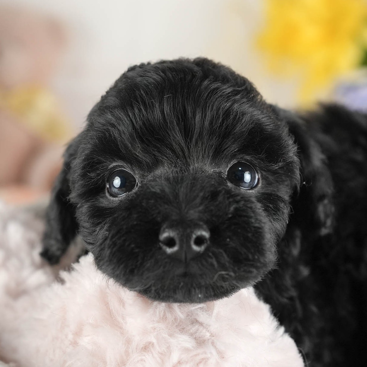 トイ・プードル | 男の子 | ブラック | 2026年1月1日