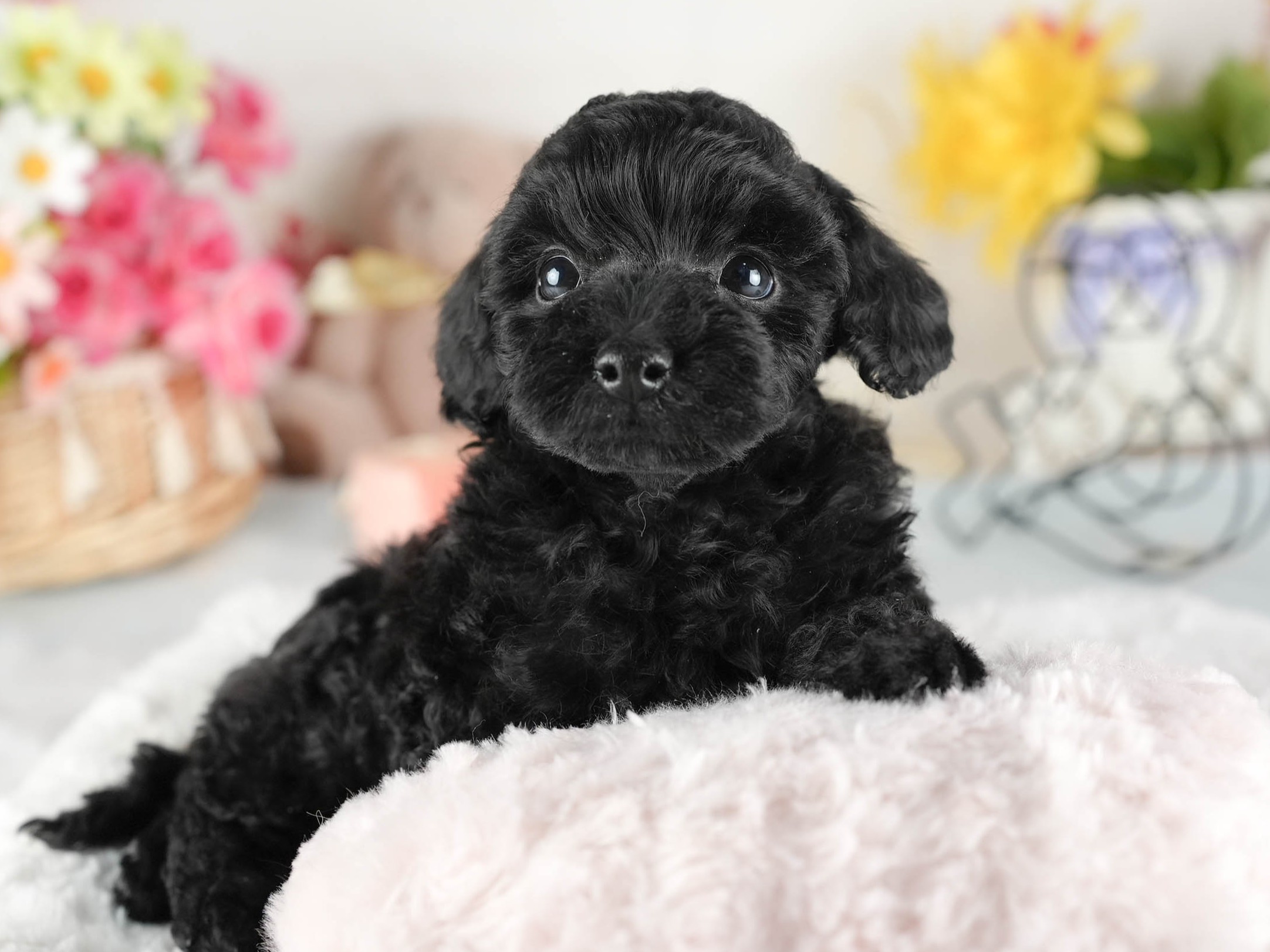 トイ・プードル | 男の子 | ブラック | 2026年1月1日