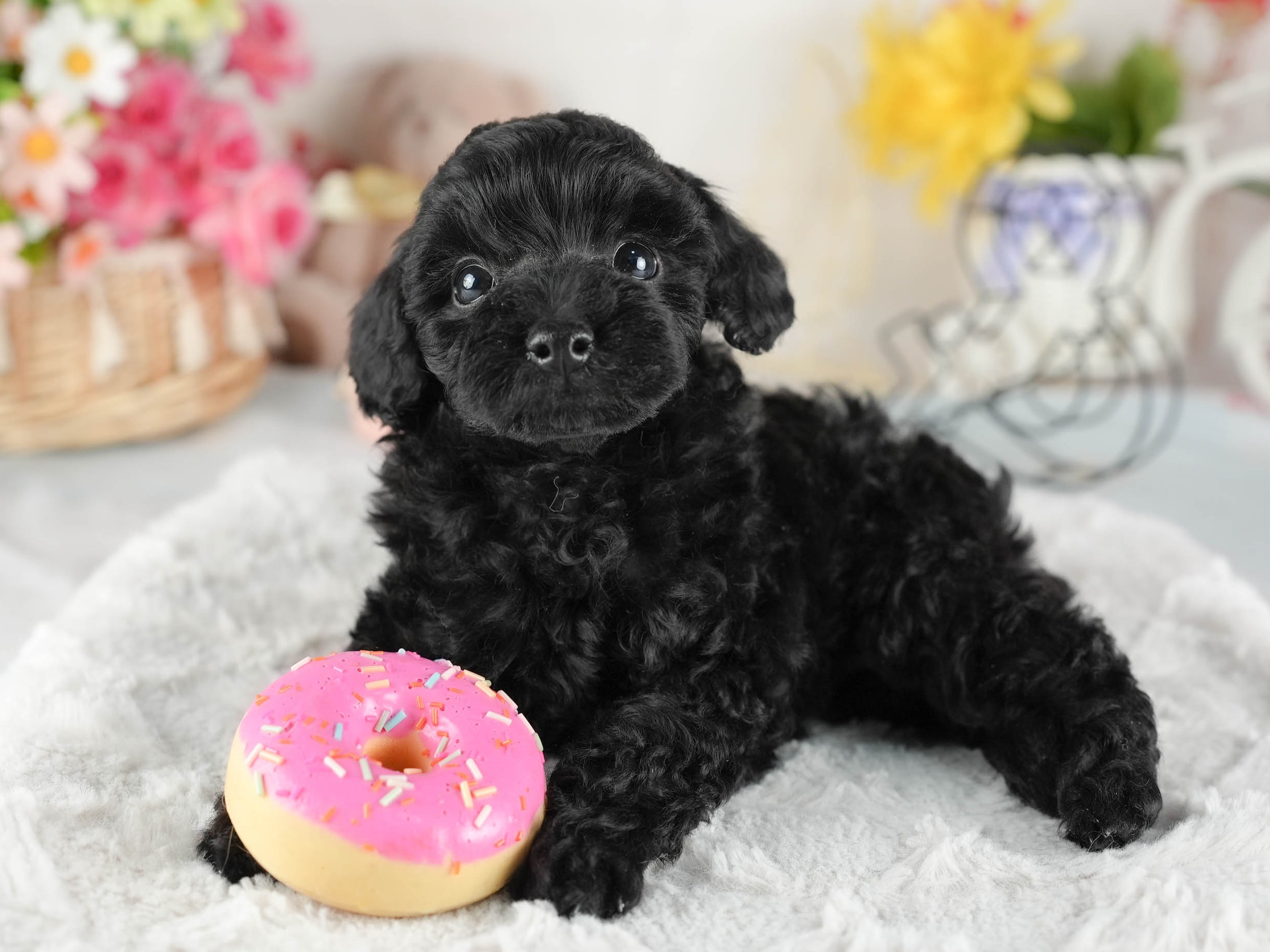 トイ・プードル | 男の子 | ブラック | 2026年1月1日