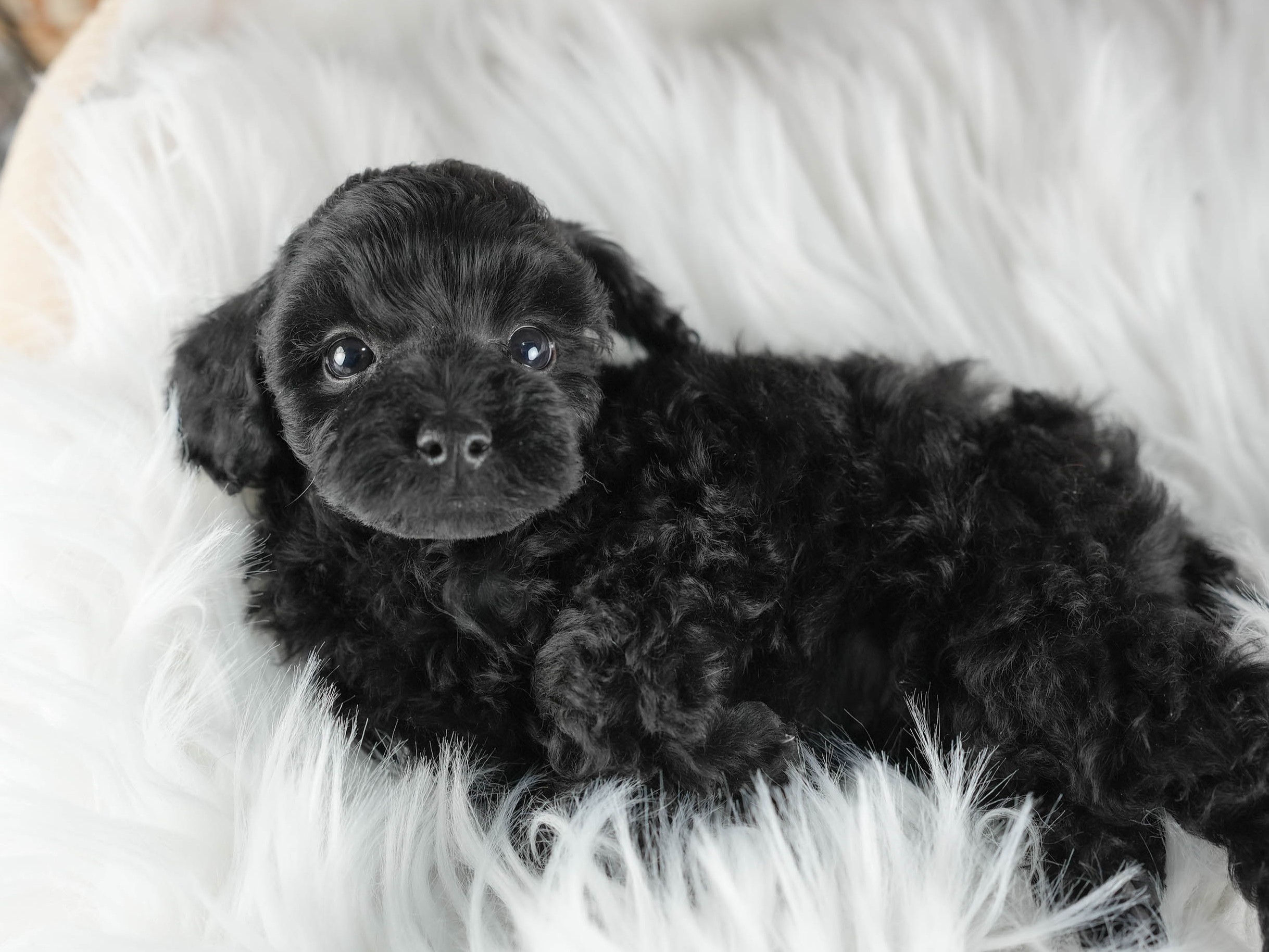トイ・プードル | 男の子 | ブラック | 2026年1月1日
