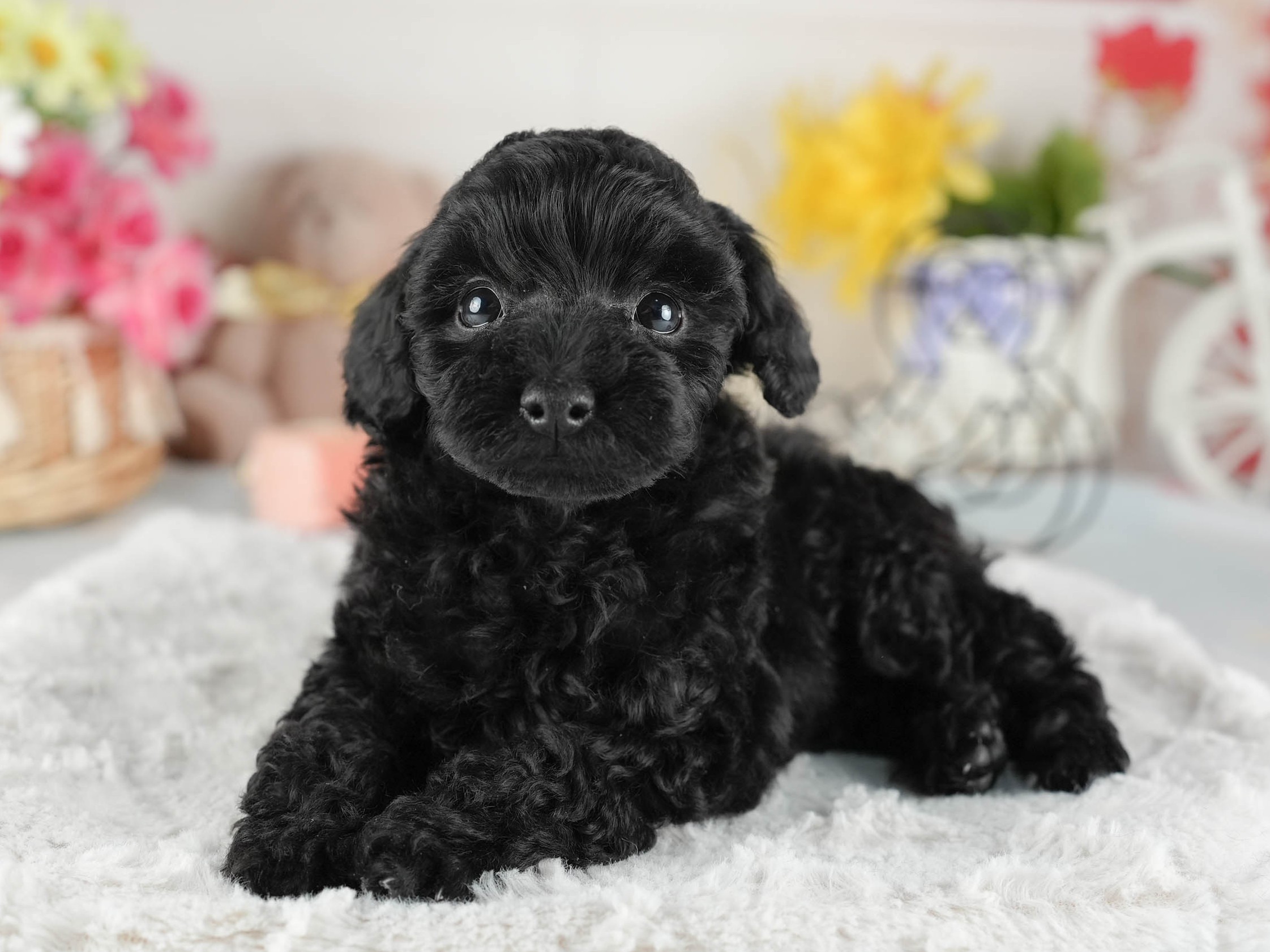 トイ・プードル | 男の子 | ブラック | 2026年1月1日