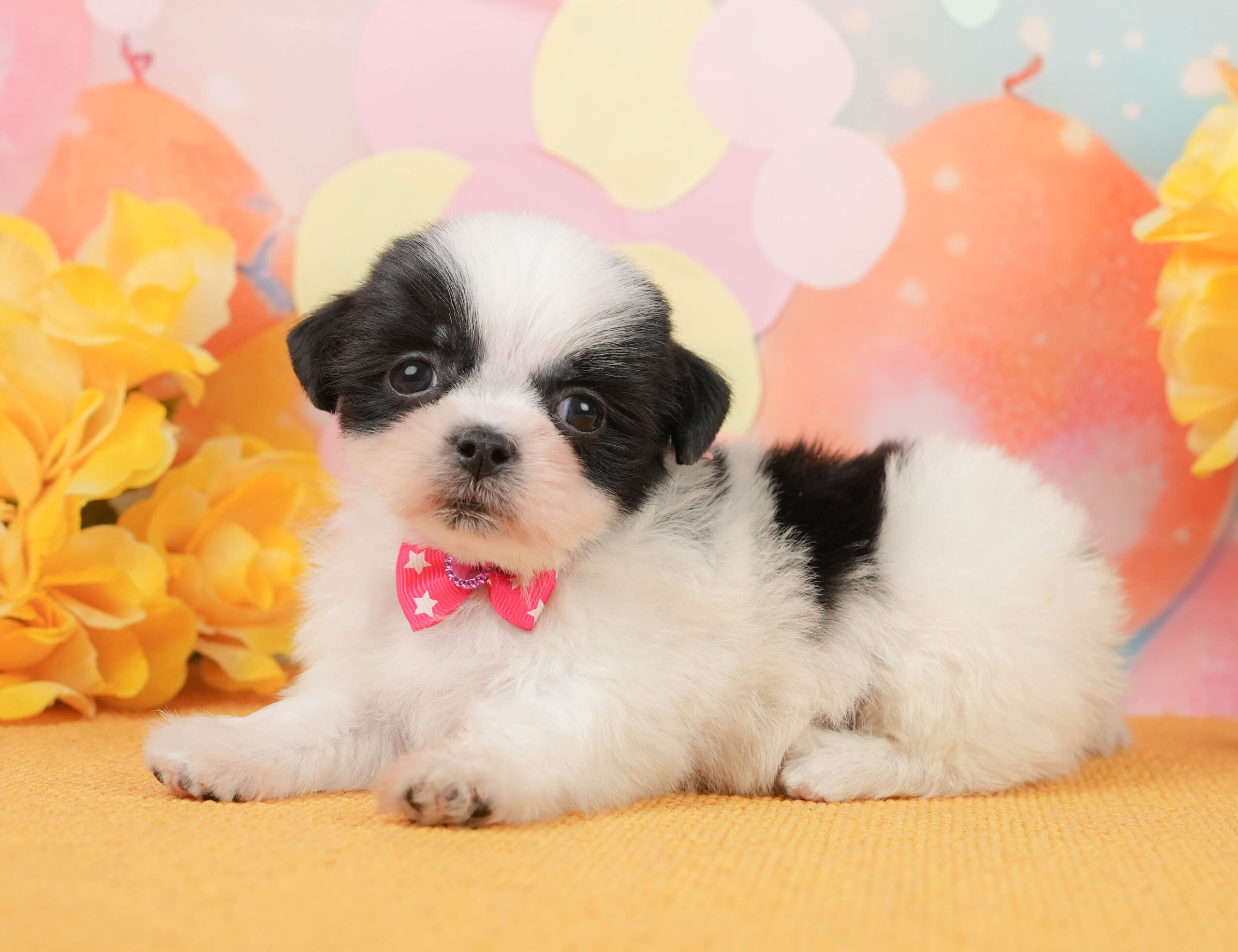 マルズー | 女の子 | ホワイト&ブラック | 2026年1月1日