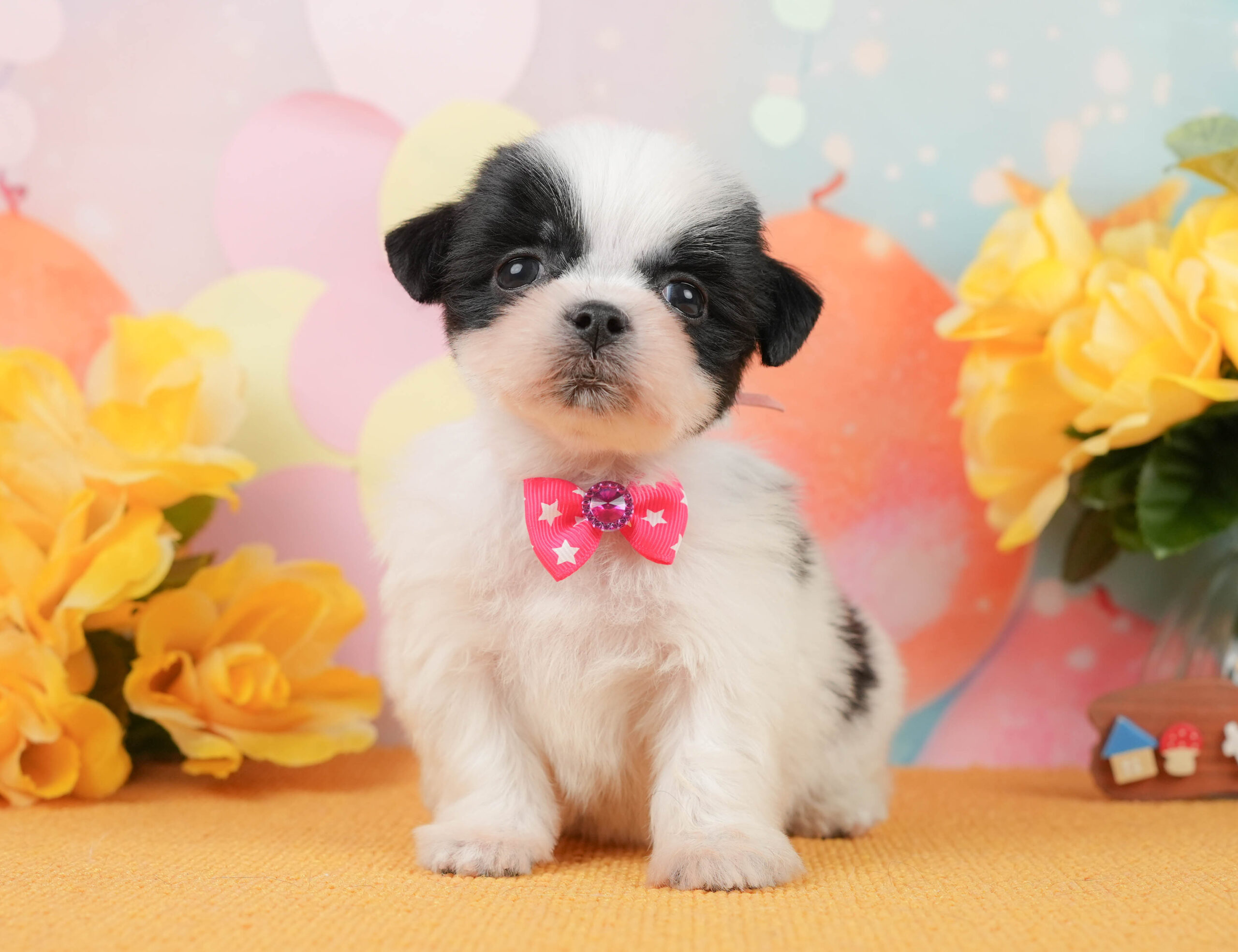 マルズー | 女の子 | ホワイト&ブラック | 2026年1月1日