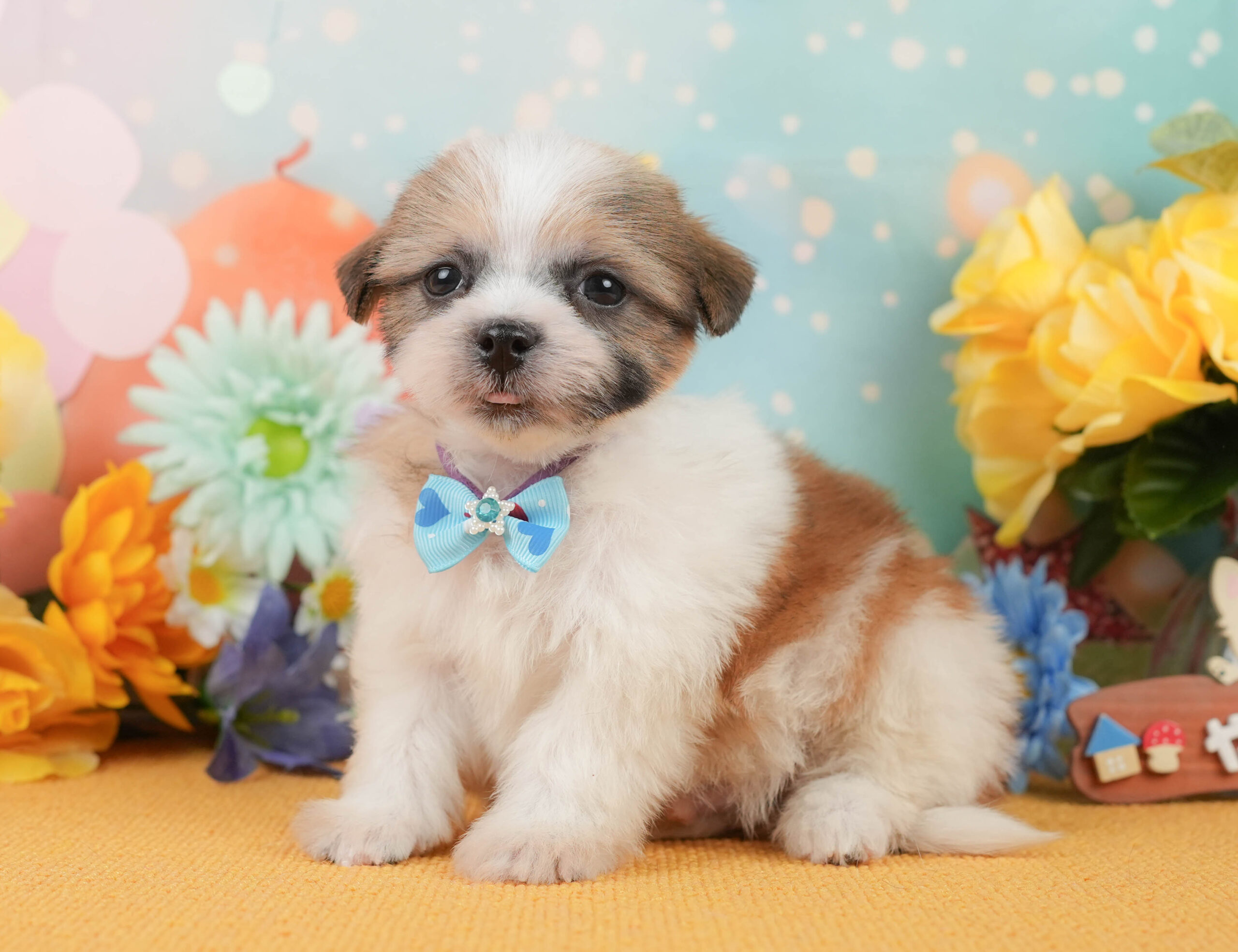 マルズー | 男の子 | ホワイト&ゴールド | 2026年1月1日