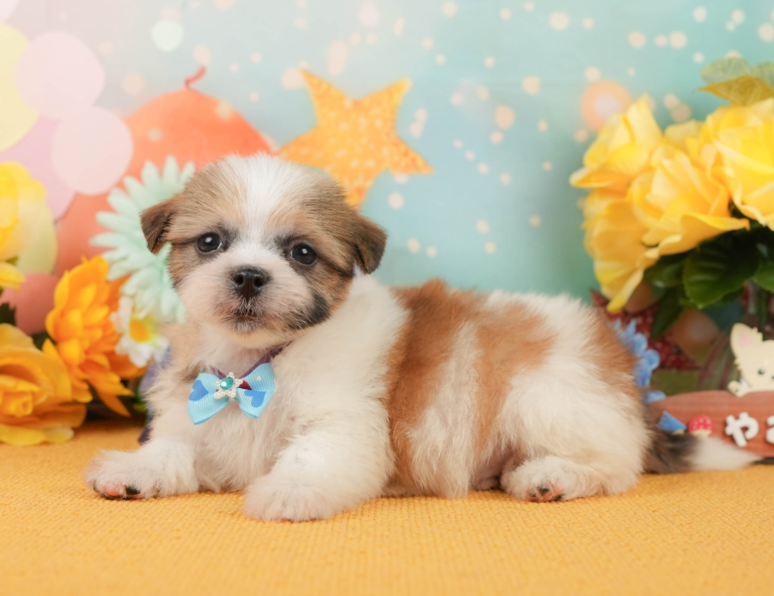 マルズー | 男の子 | ホワイト&ゴールド | 2026年1月1日