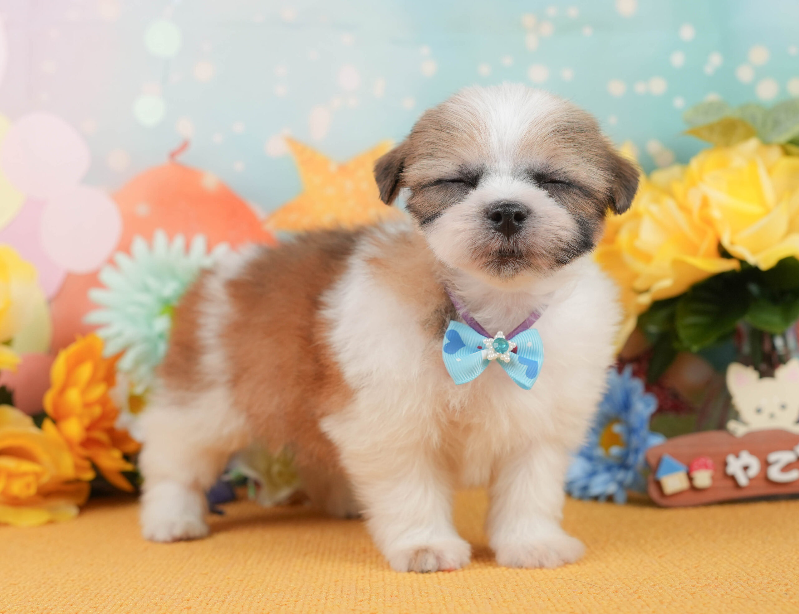 マルズー | 男の子 | ホワイト&ゴールド | 2026年1月1日