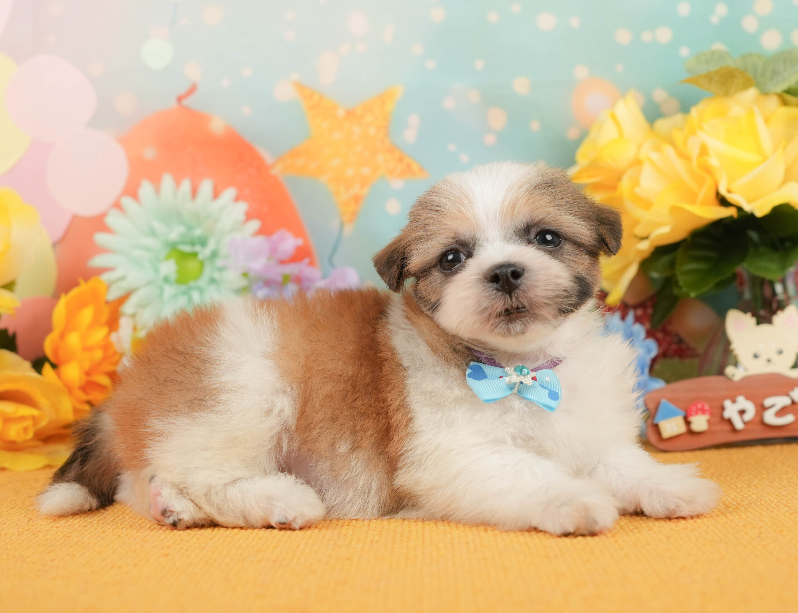 マルズー | 男の子 | ホワイト&ゴールド | 2026年1月1日