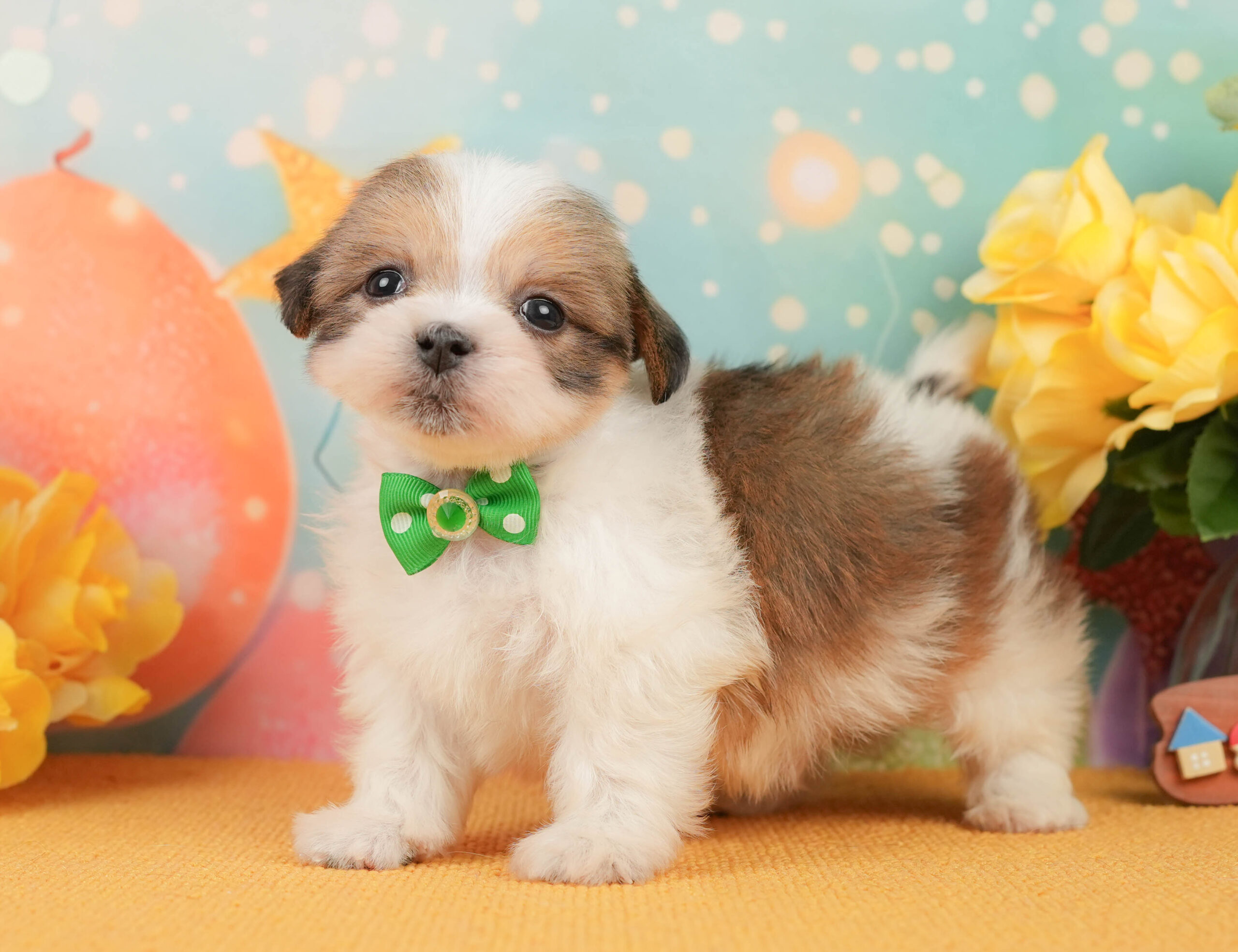 マルズー | 男の子 | ホワイト&ゴールド | 2026年1月1日