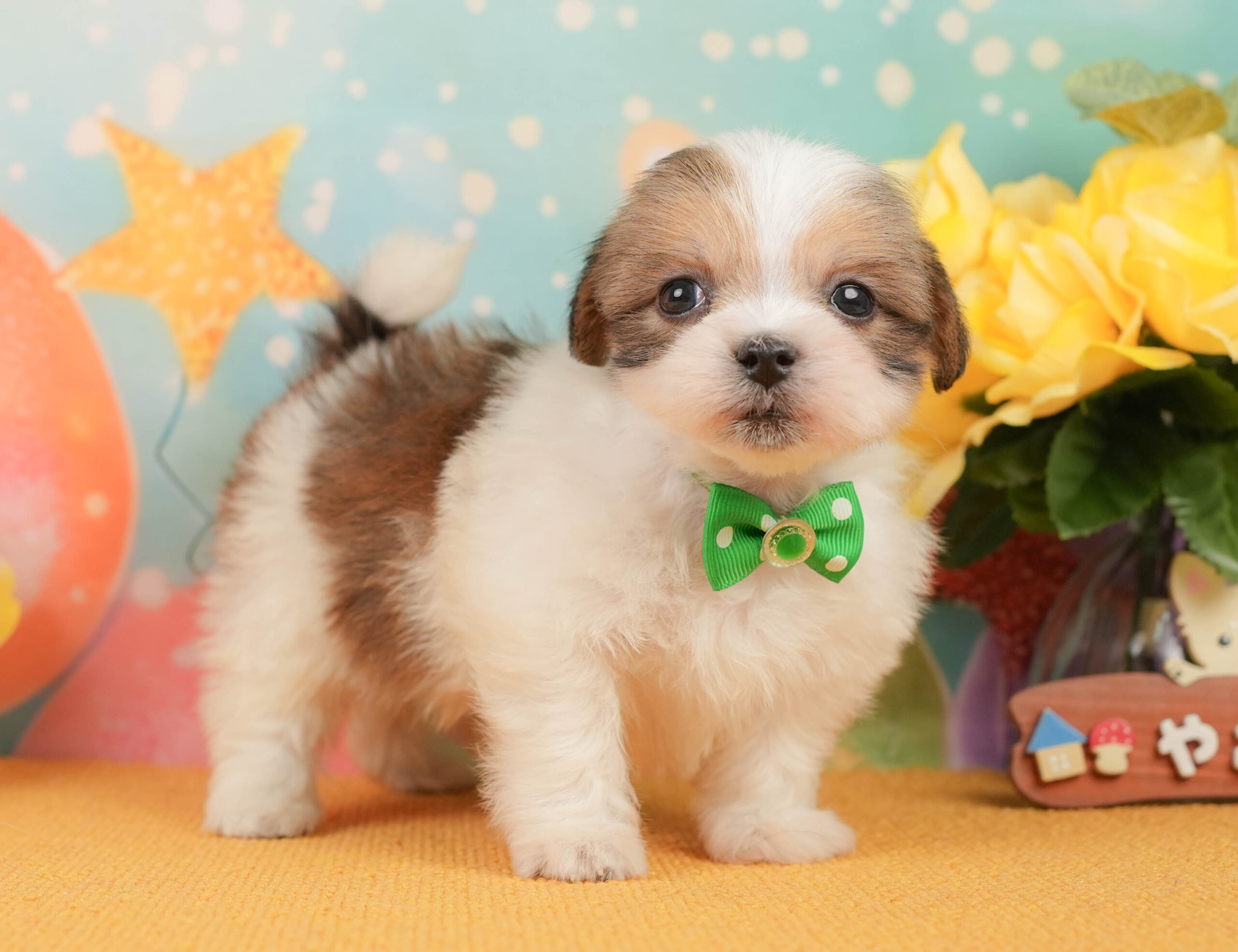 マルズー | 男の子 | ホワイト＆ゴールド | 2026年1月1日