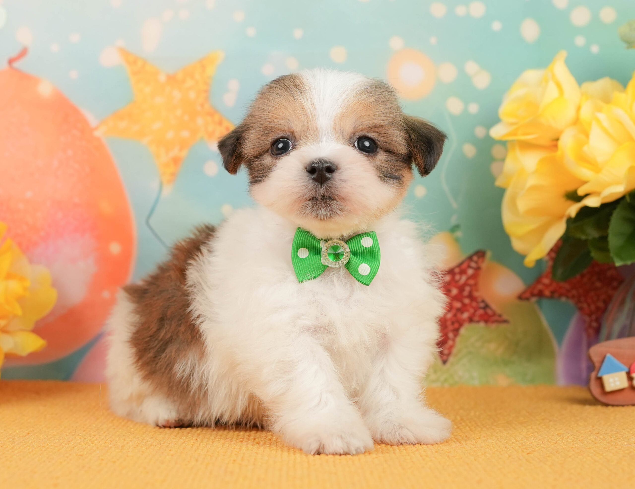 マルズー | 男の子 | ホワイト＆ゴールド | 2026年1月1日