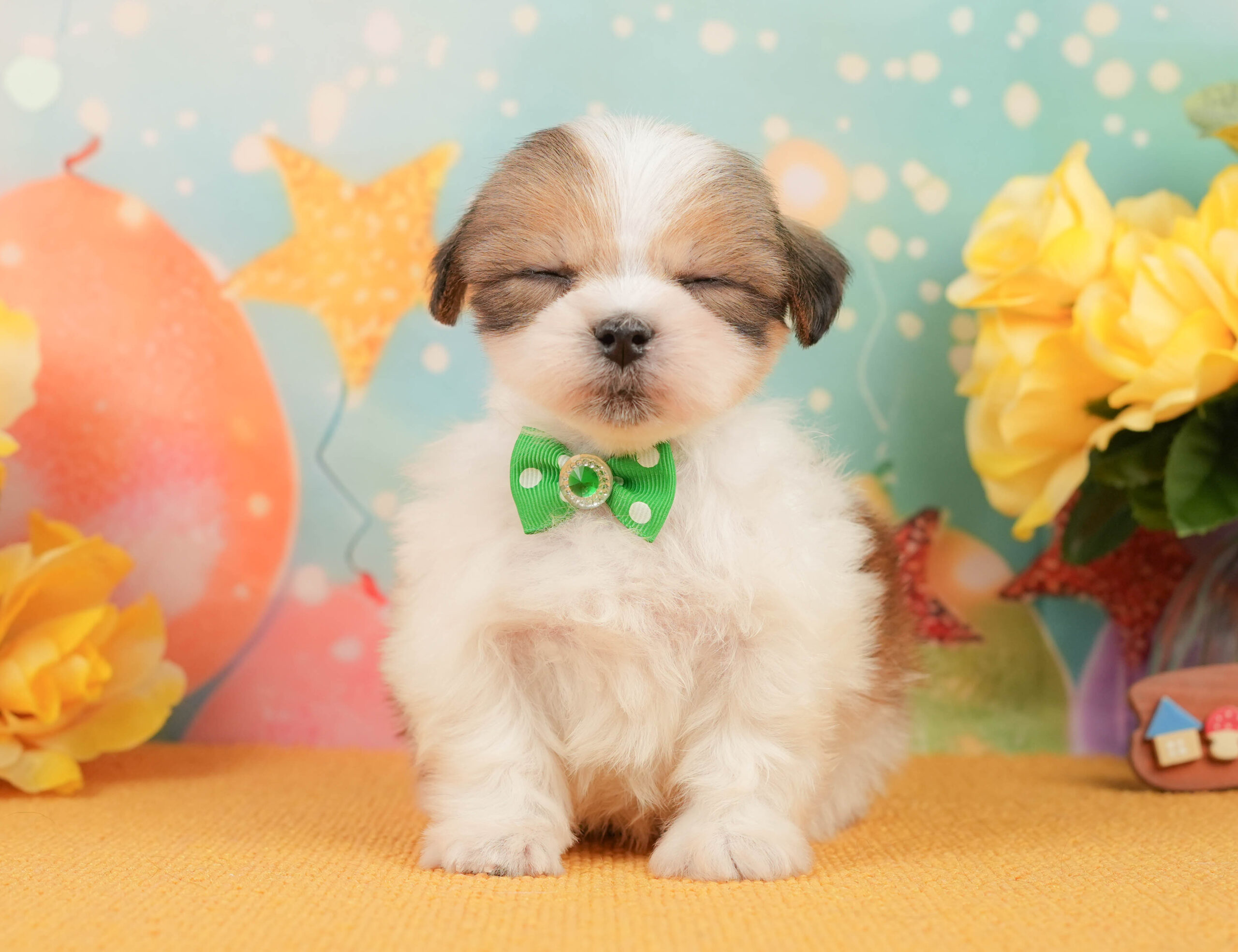 マルズー | 男の子 | ホワイト＆ゴールド | 2026年1月1日