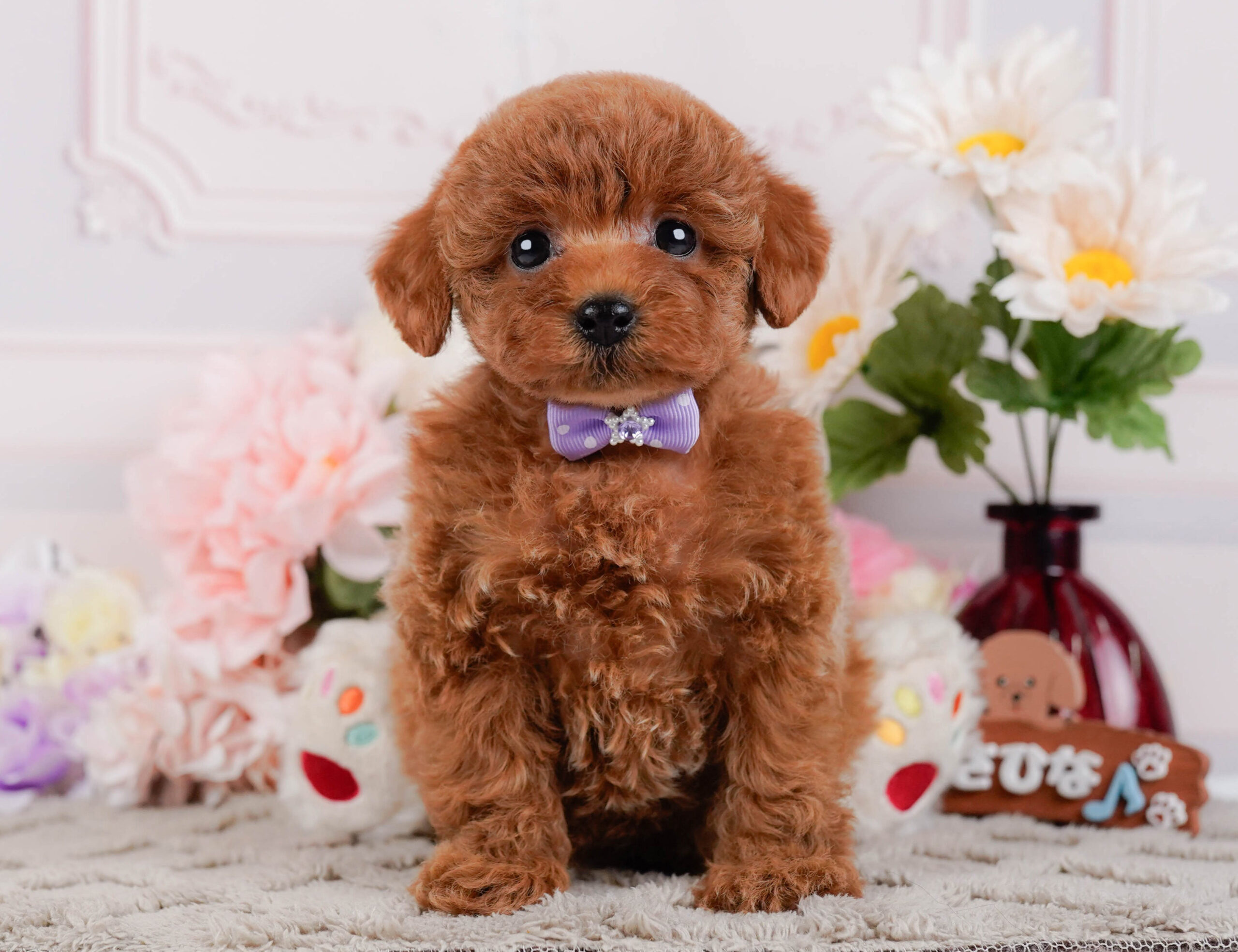 トイ・プードル | 女の子 | レッド | 2026年1月2日