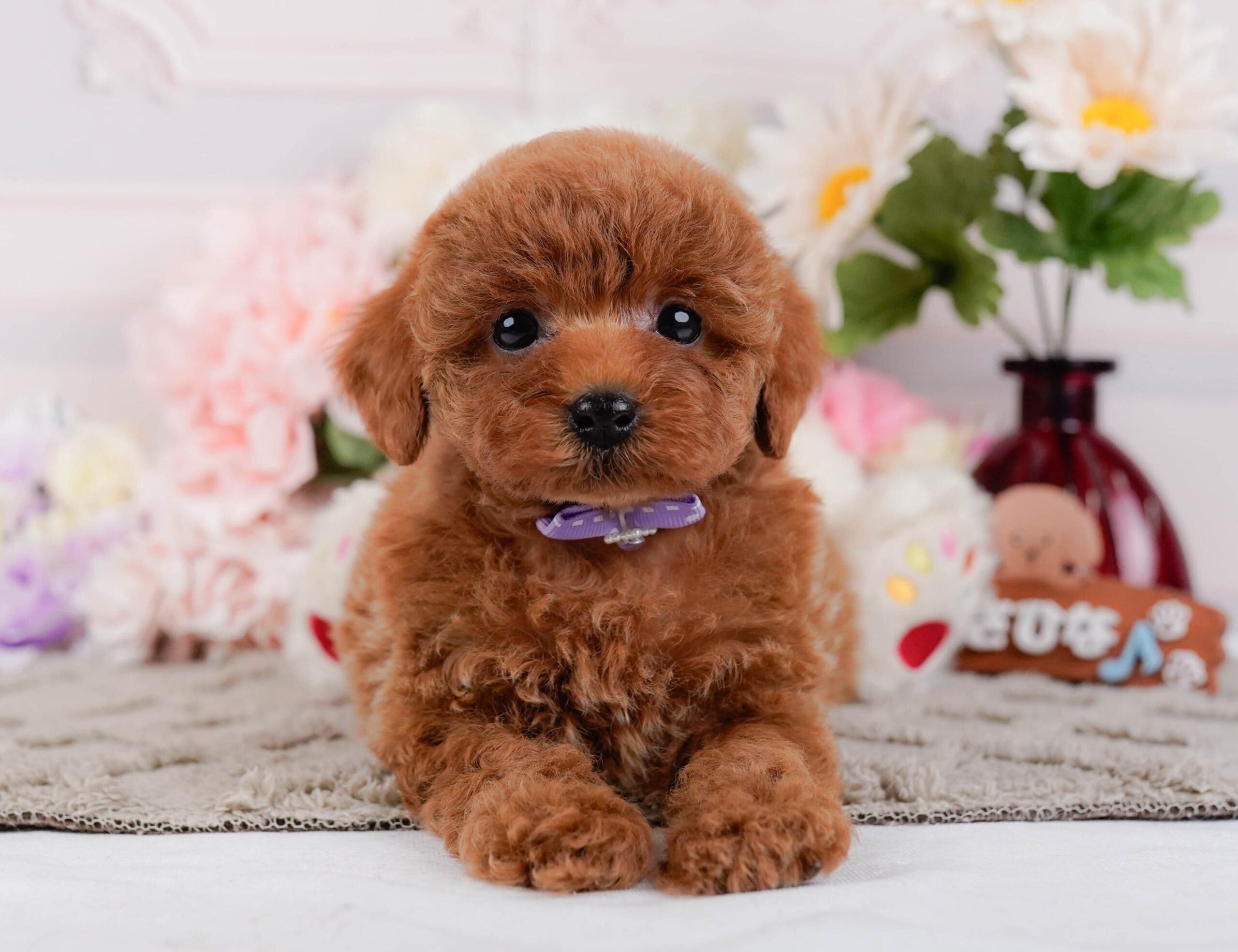 トイ・プードル | 女の子 | レッド | 2026年1月2日