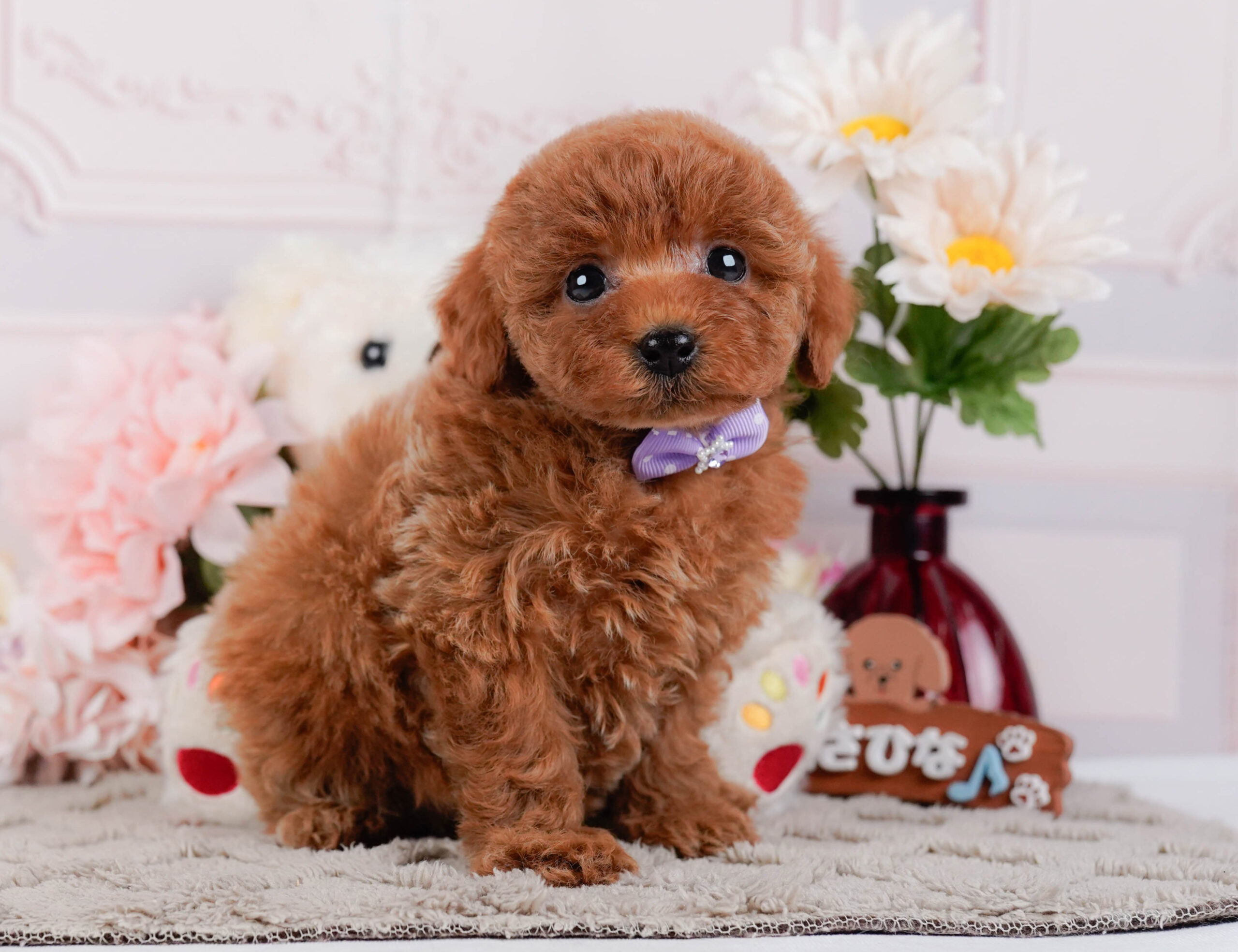 トイ・プードル | 女の子 | レッド | 2026年1月2日