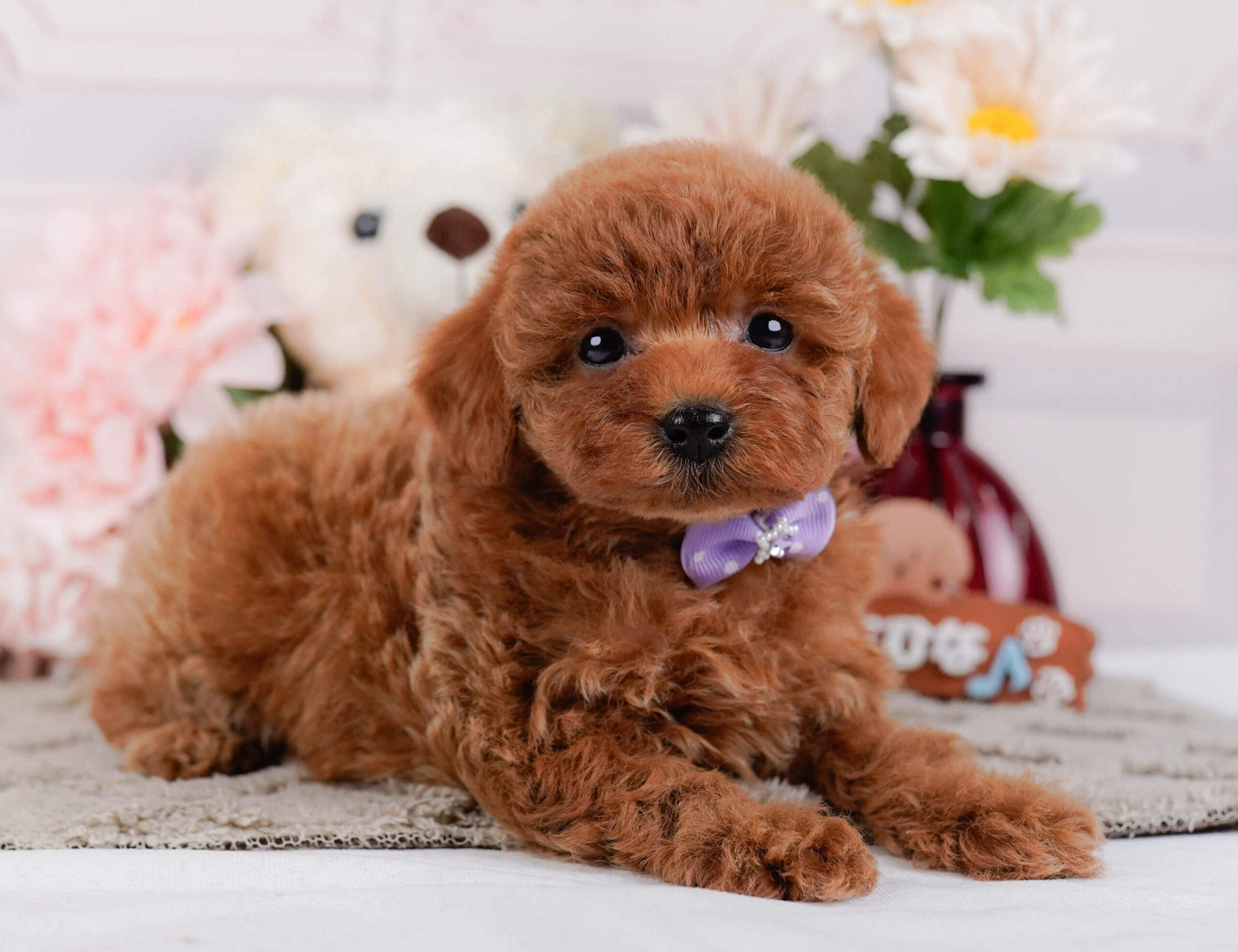 トイ・プードル | 女の子 | レッド | 2026年1月2日