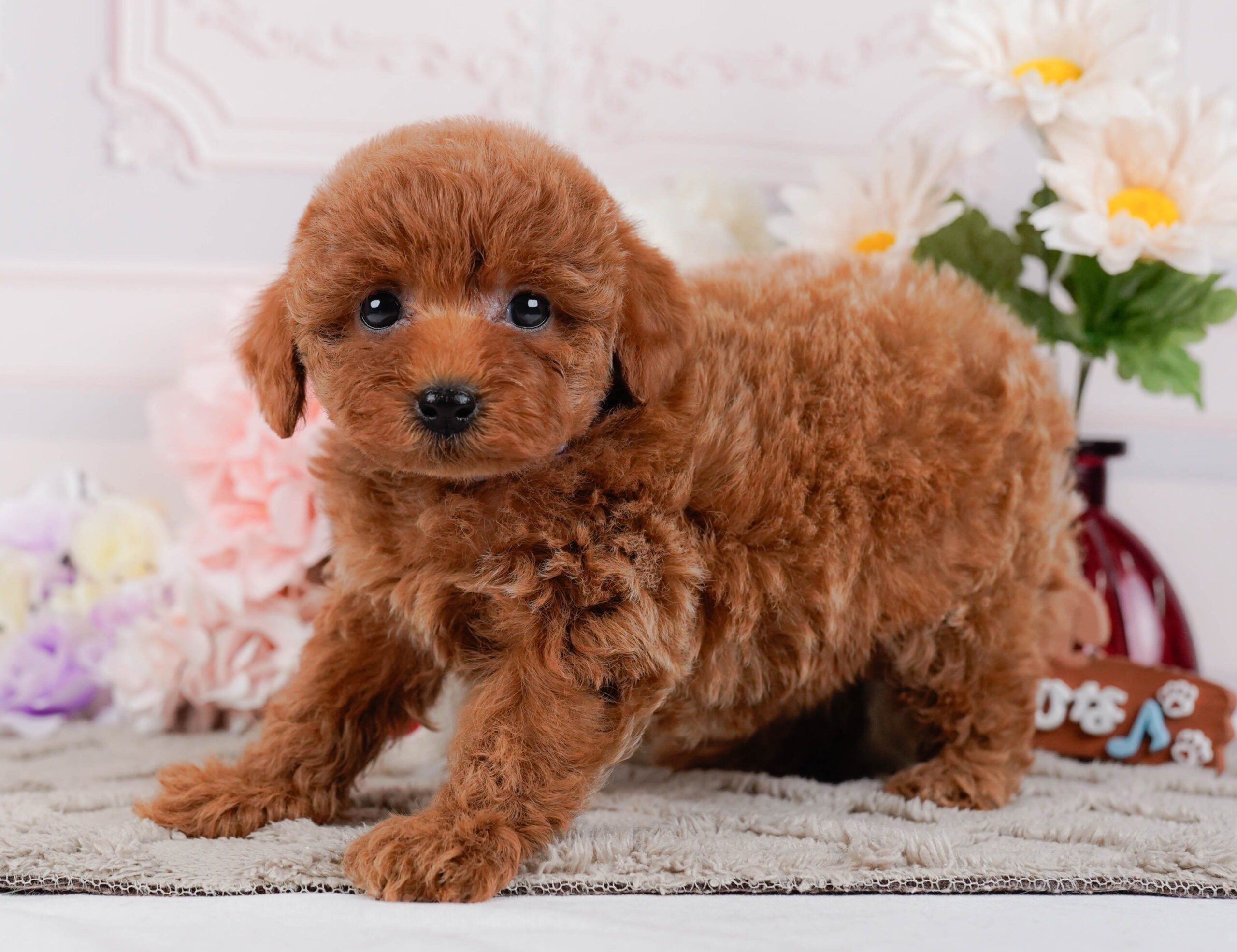 トイ・プードル | 女の子 | レッド | 2026年1月2日