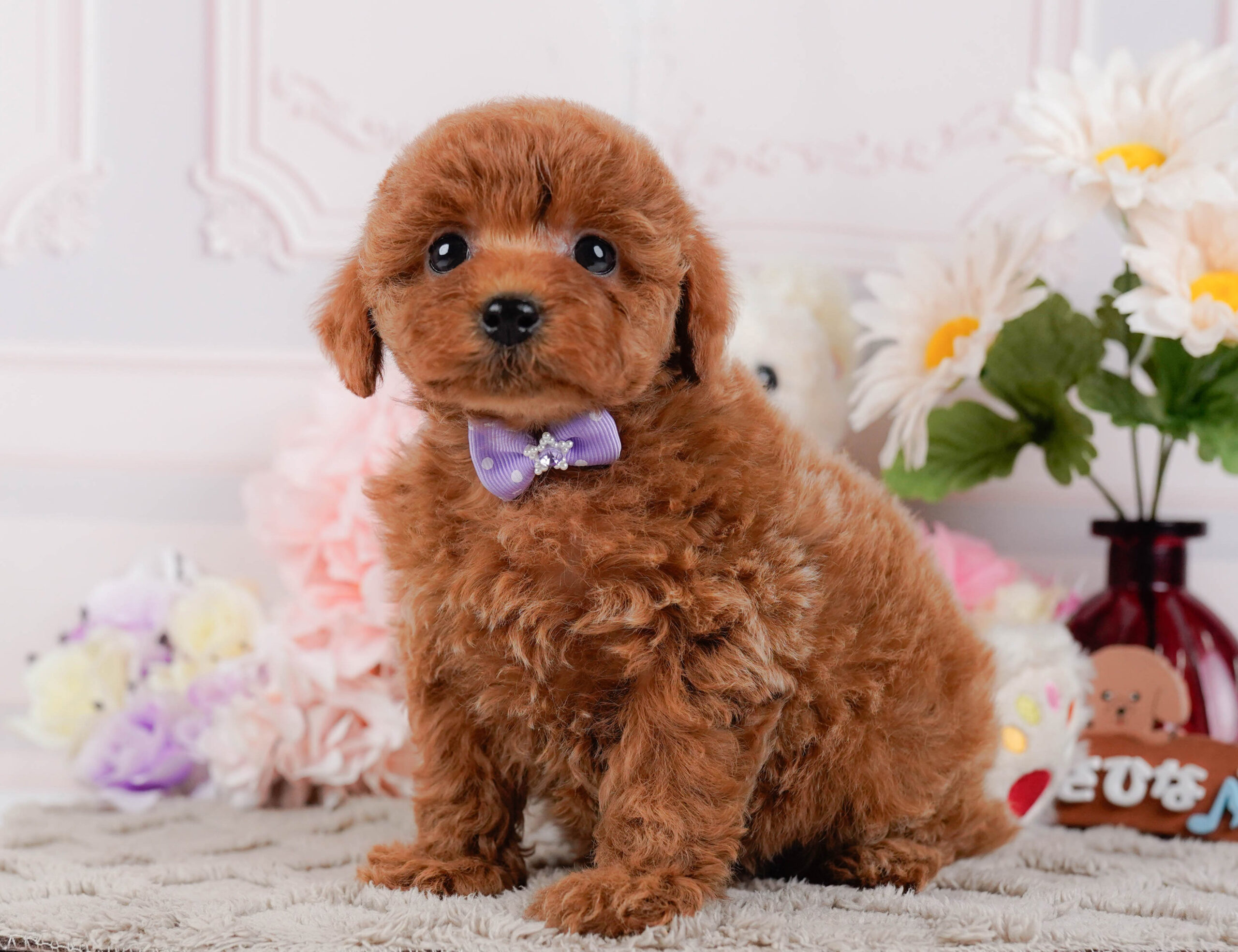 トイ・プードル | 女の子 | レッド | 2026年1月2日