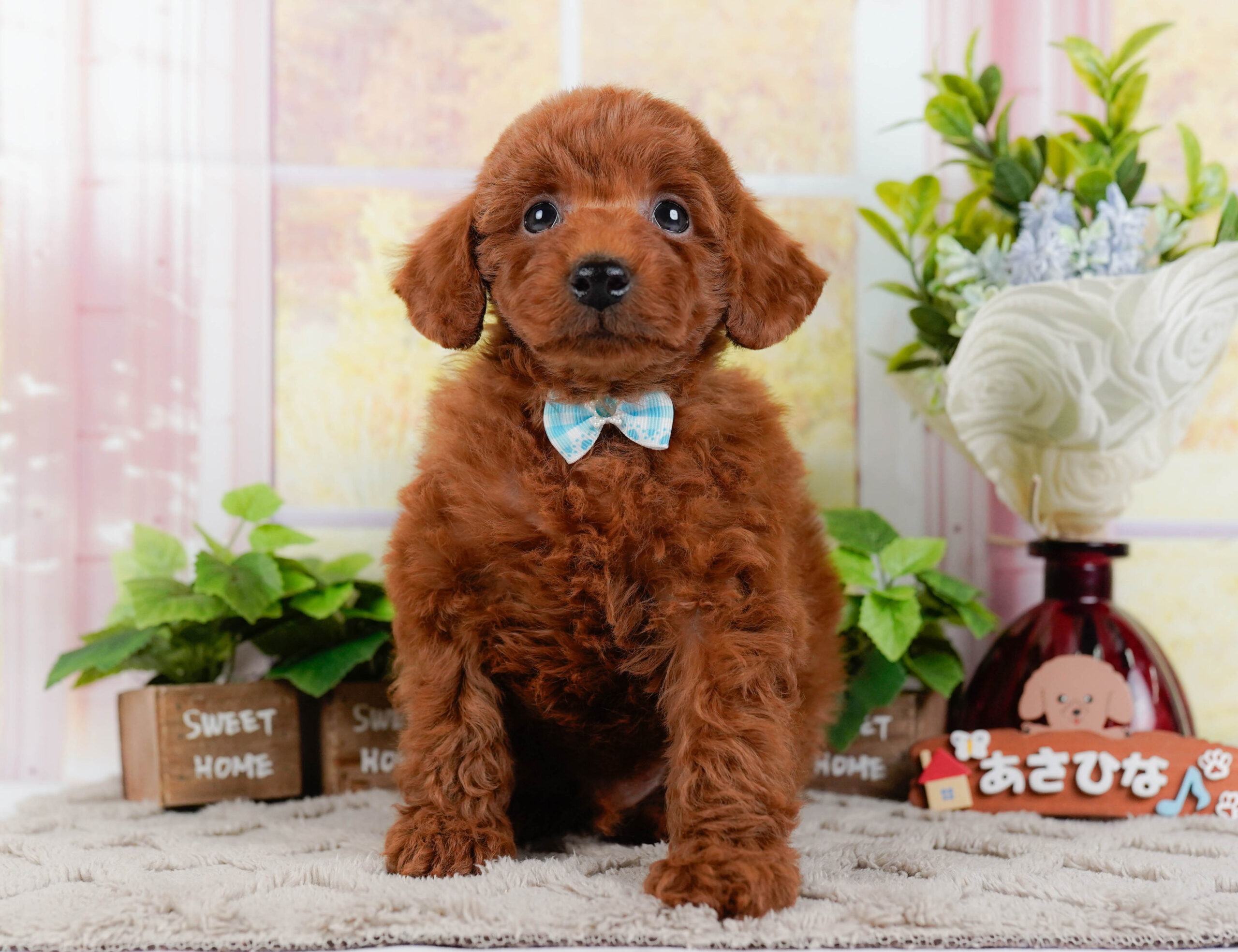 トイ・プードル | 男の子 | レッド | 2026年1月2日