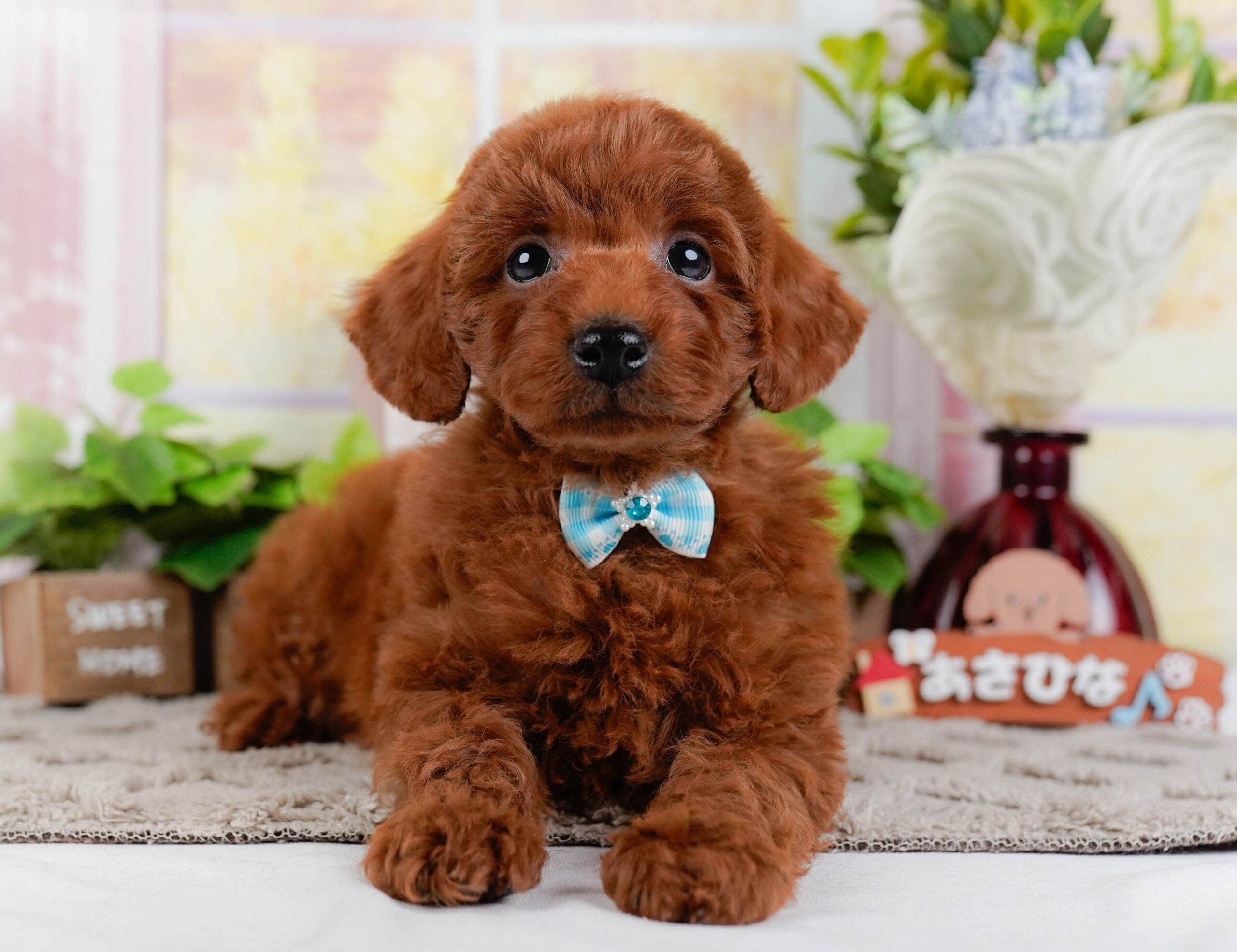 トイ・プードル | 男の子 | レッド | 2026年1月2日