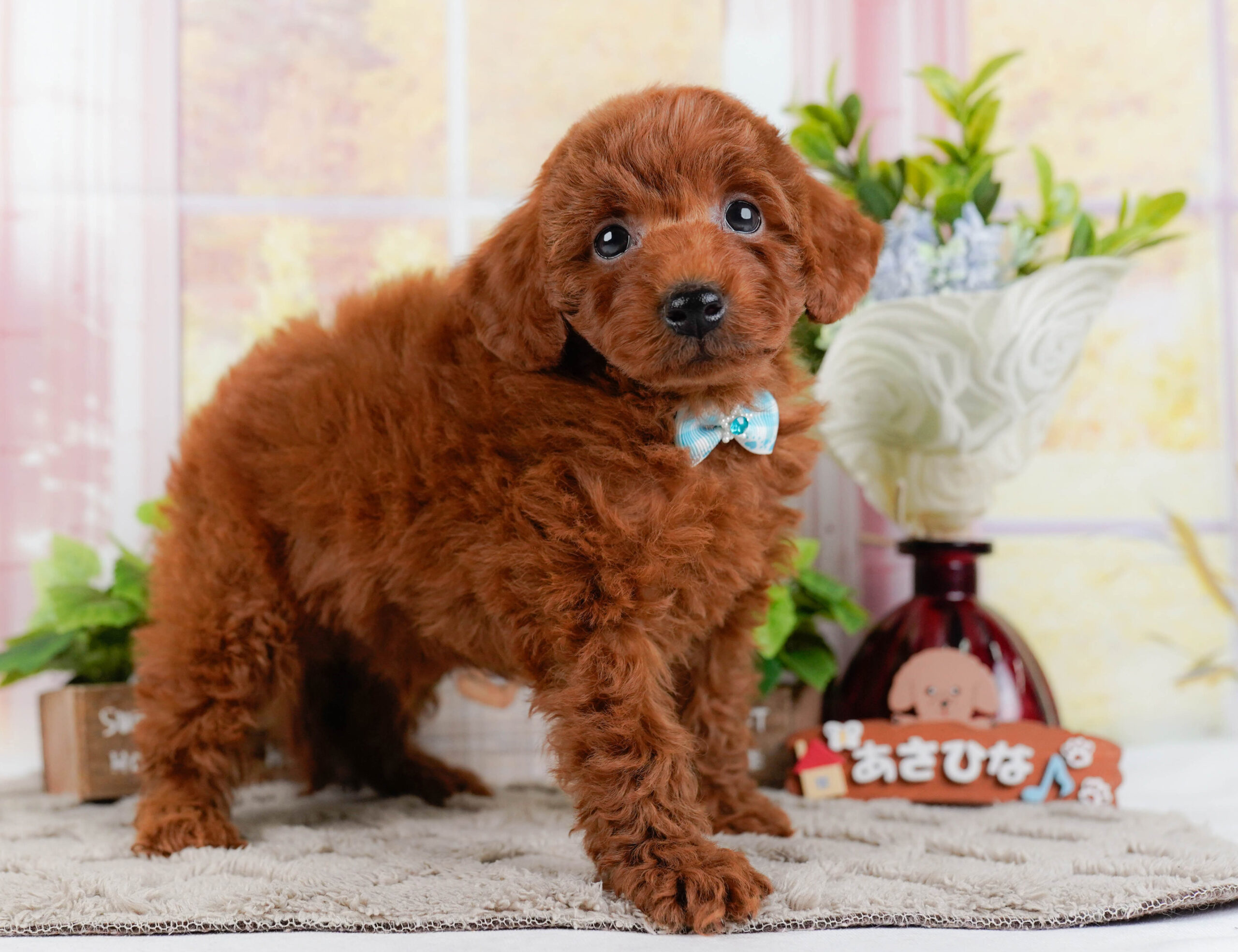 トイ・プードル | 男の子 | レッド | 2026年1月2日