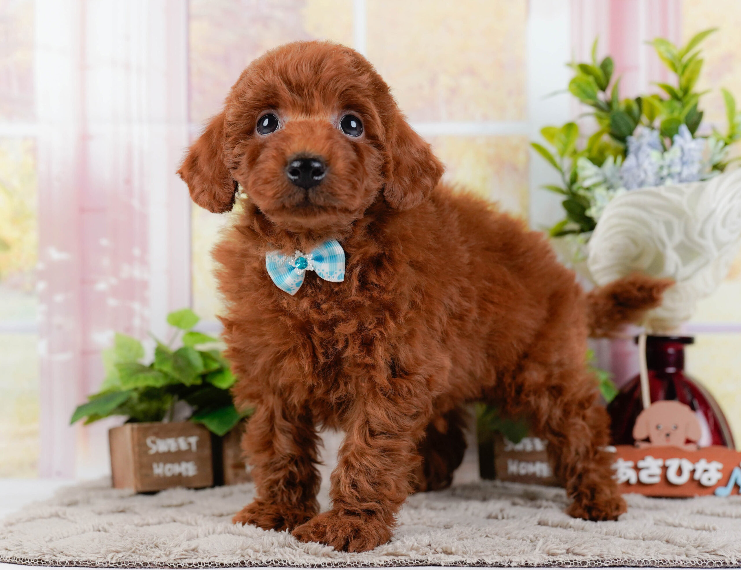トイ・プードル | 男の子 | レッド | 2026年1月2日
