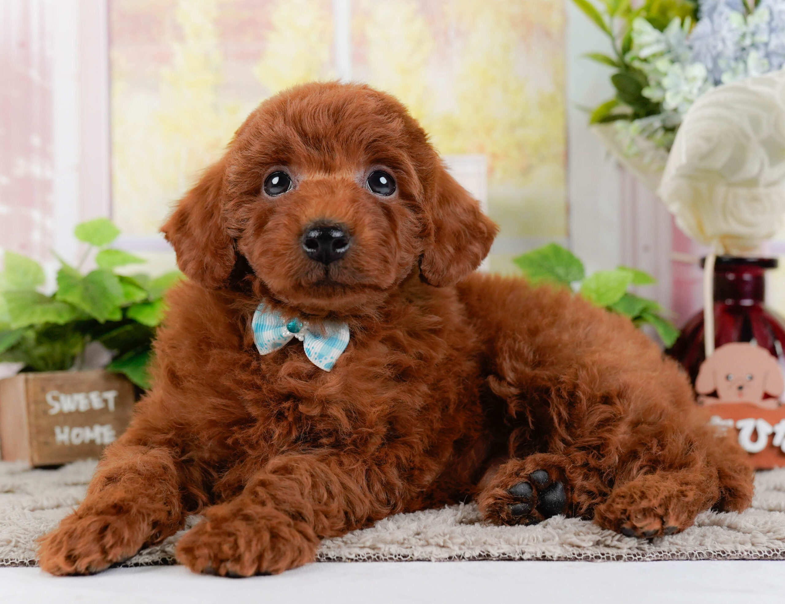 トイ・プードル | 男の子 | レッド | 2026年1月2日