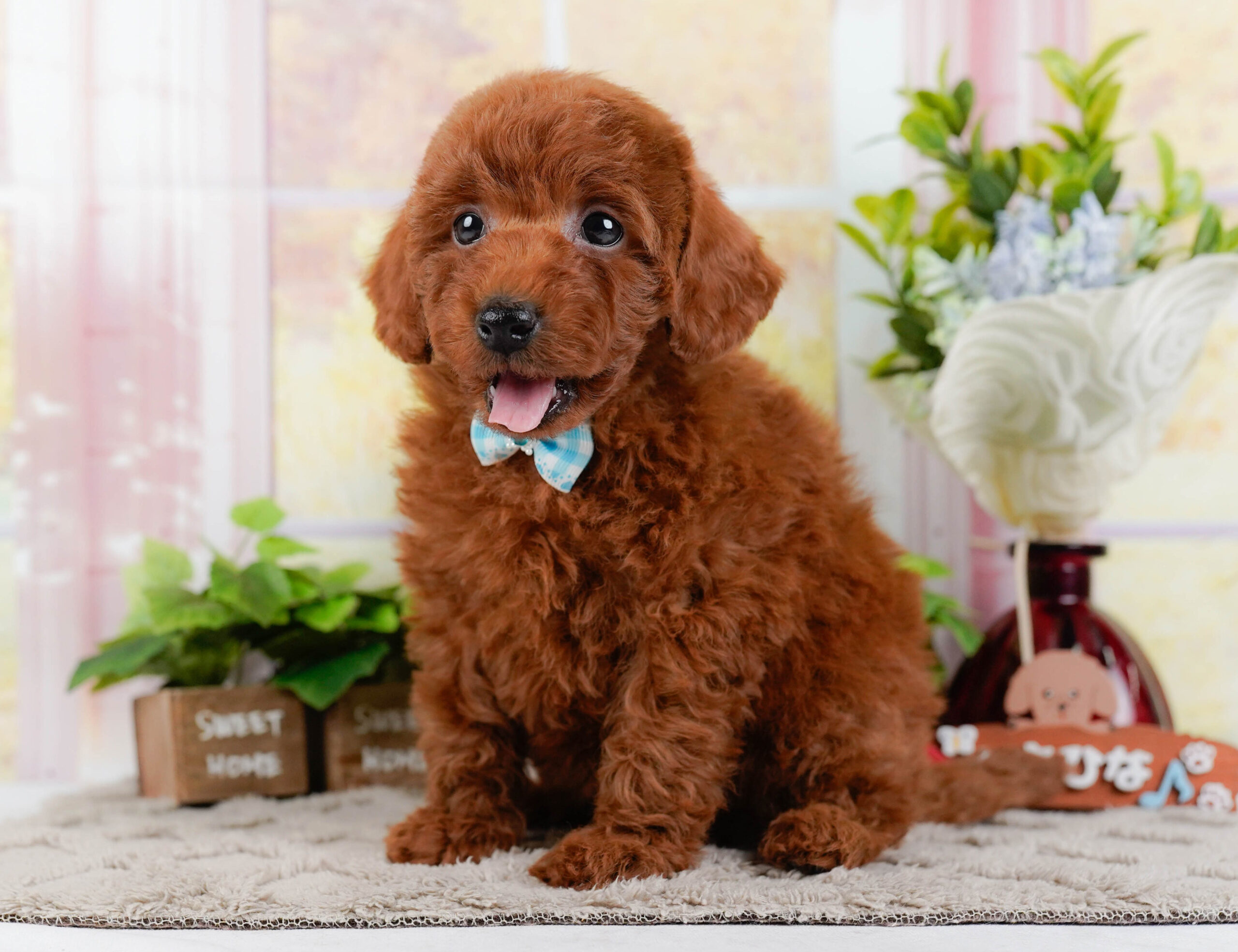 トイ・プードル | 男の子 | レッド | 2026年1月2日