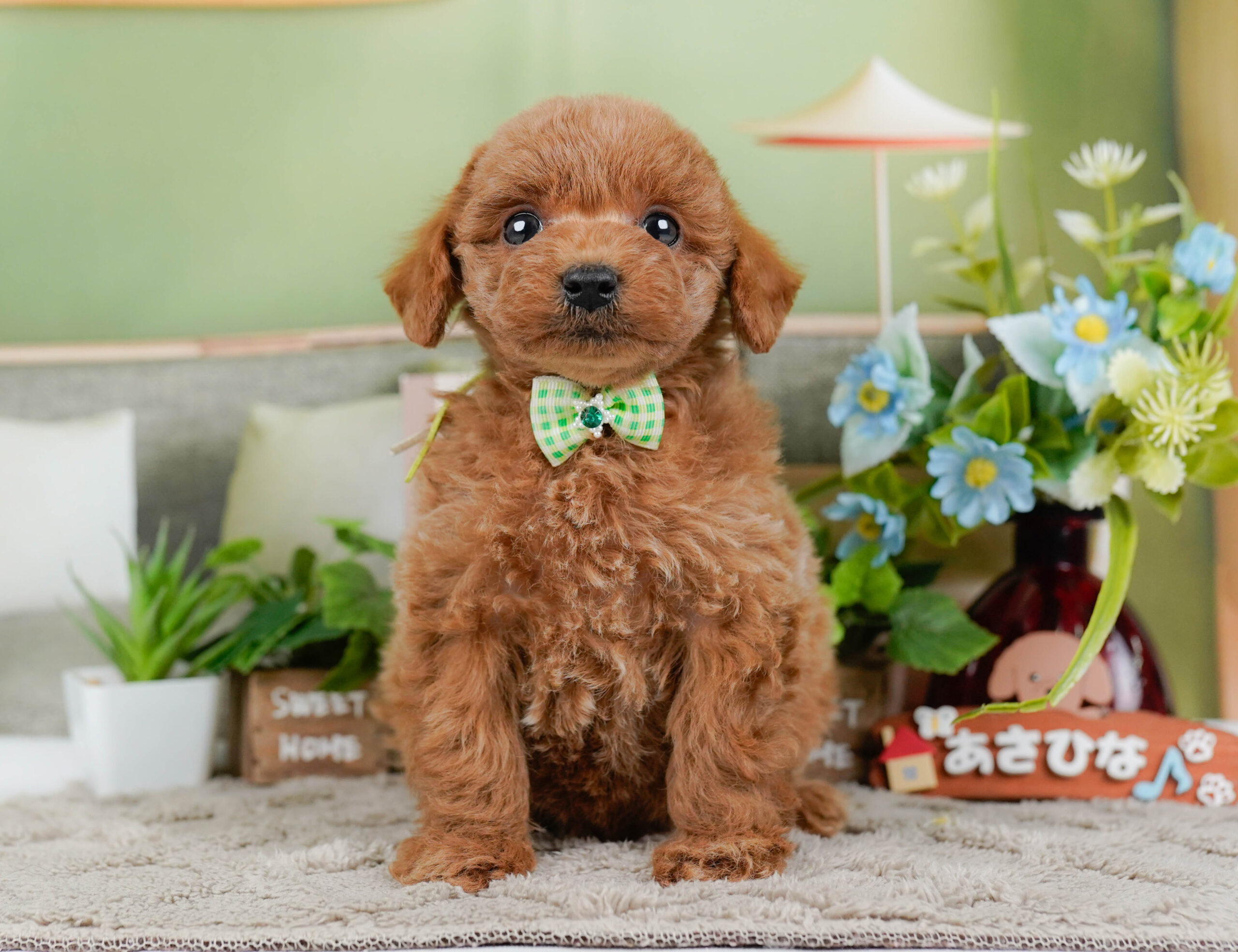 トイ・プードル | 男の子 | レッド | 2026年1月2日