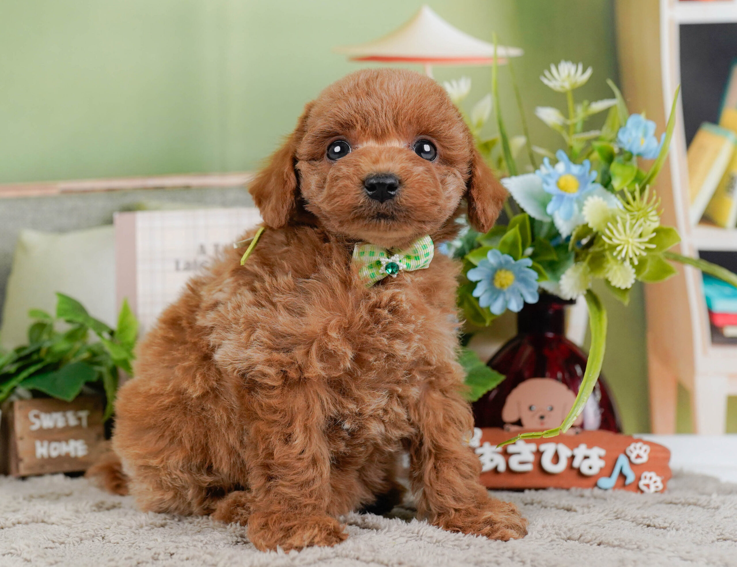トイ・プードル | 男の子 | レッド | 2026年1月2日