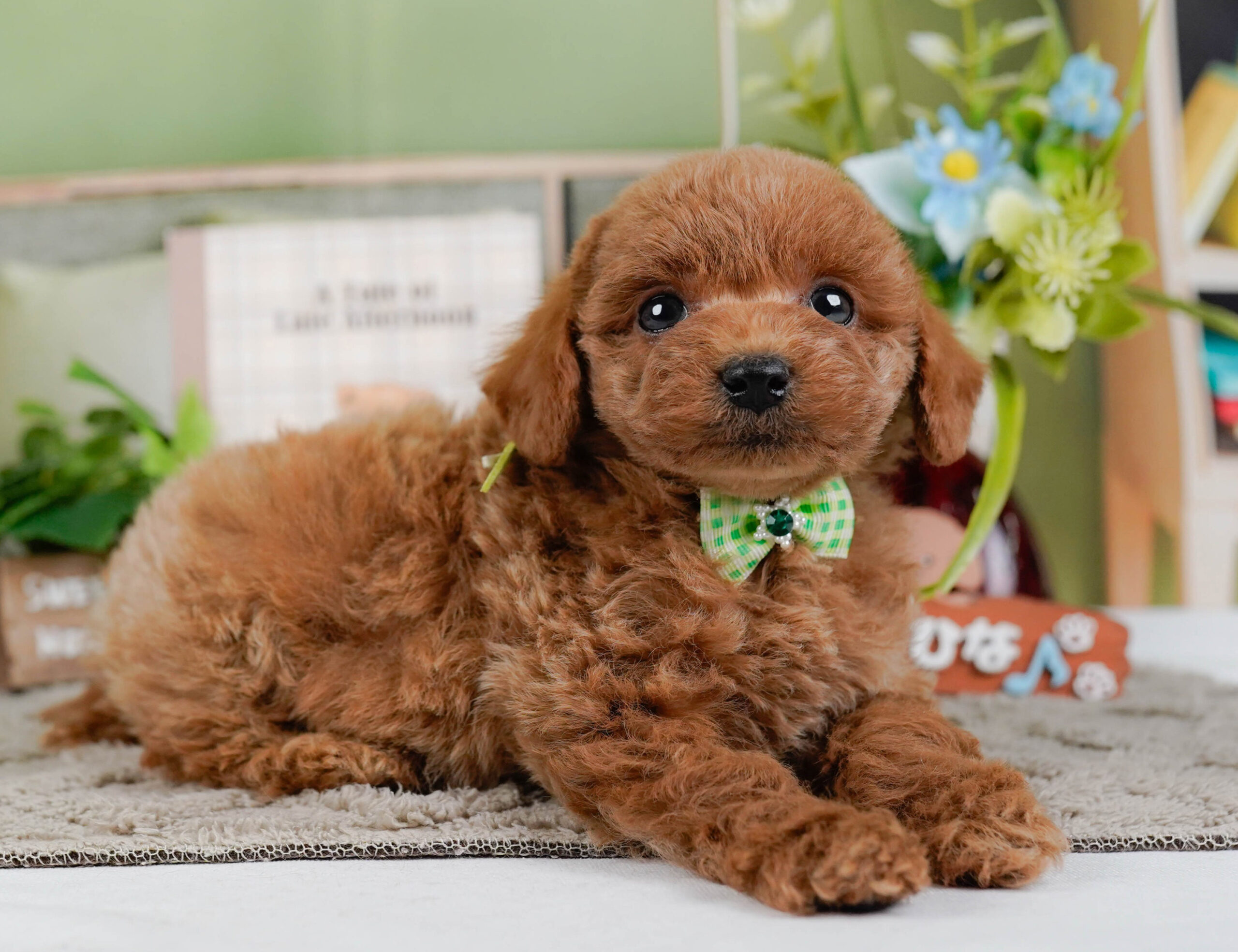 トイ・プードル | 男の子 | レッド | 2026年1月2日
