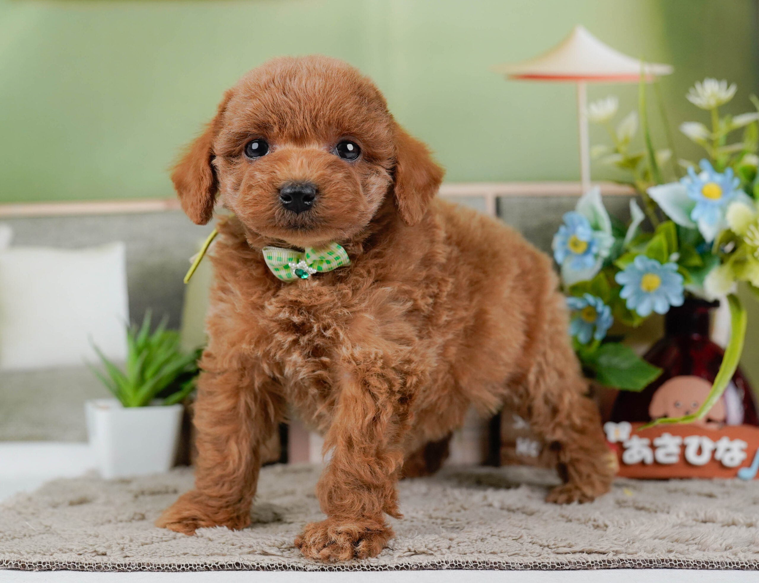 トイ・プードル | 男の子 | レッド | 2026年1月2日